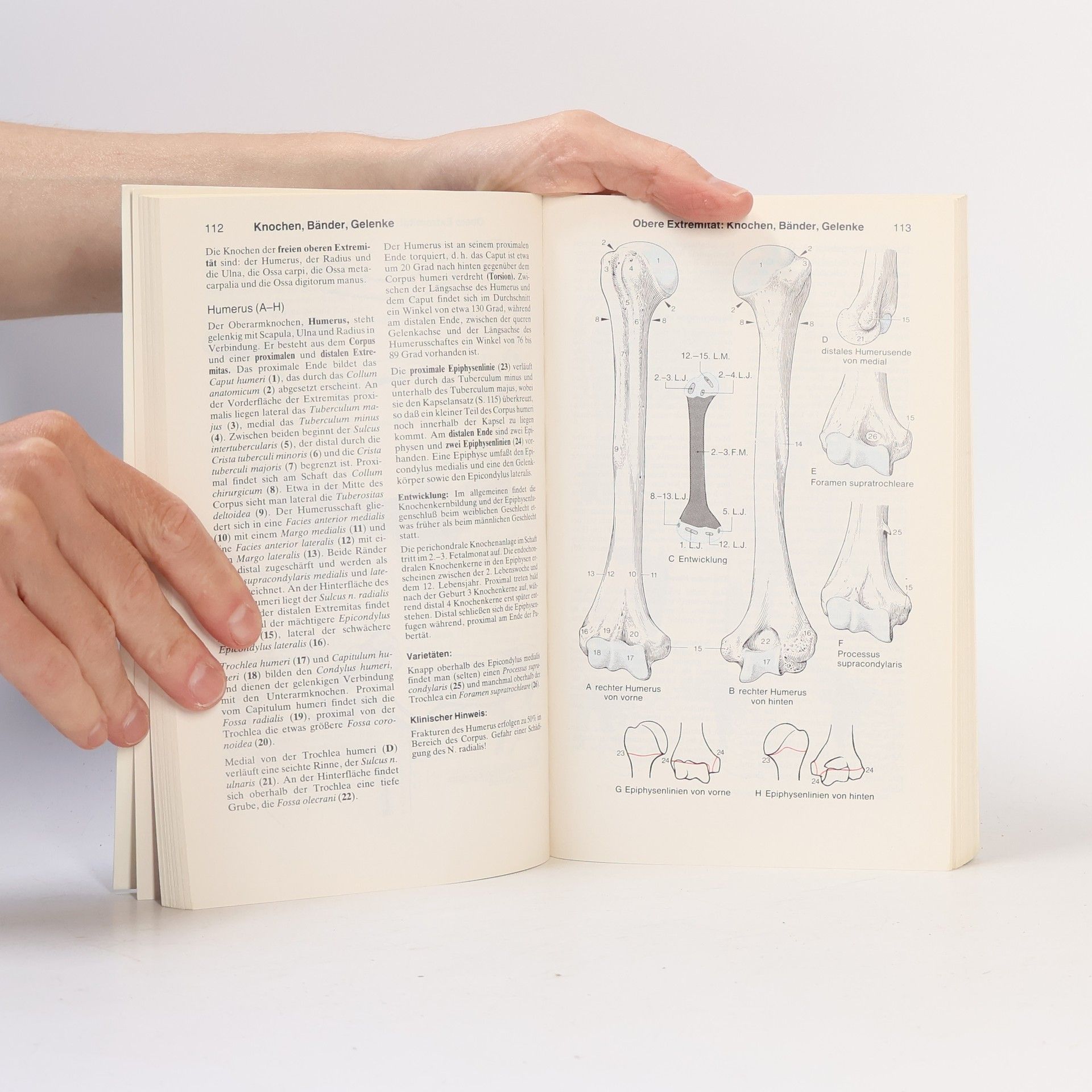 Werner Platzer Taschenatlas der Anatomie 1. Bewegungsapparat