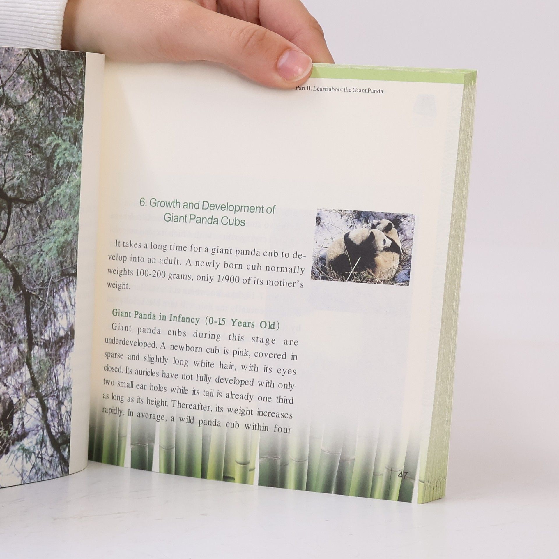 Peking University Center for Nature and Society Giant Pandas - Chinese Namecards