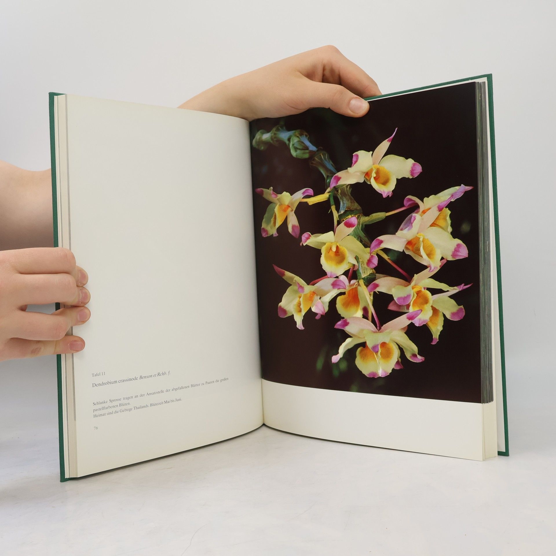 Max Hirmer Wunderwelt der Orchideen