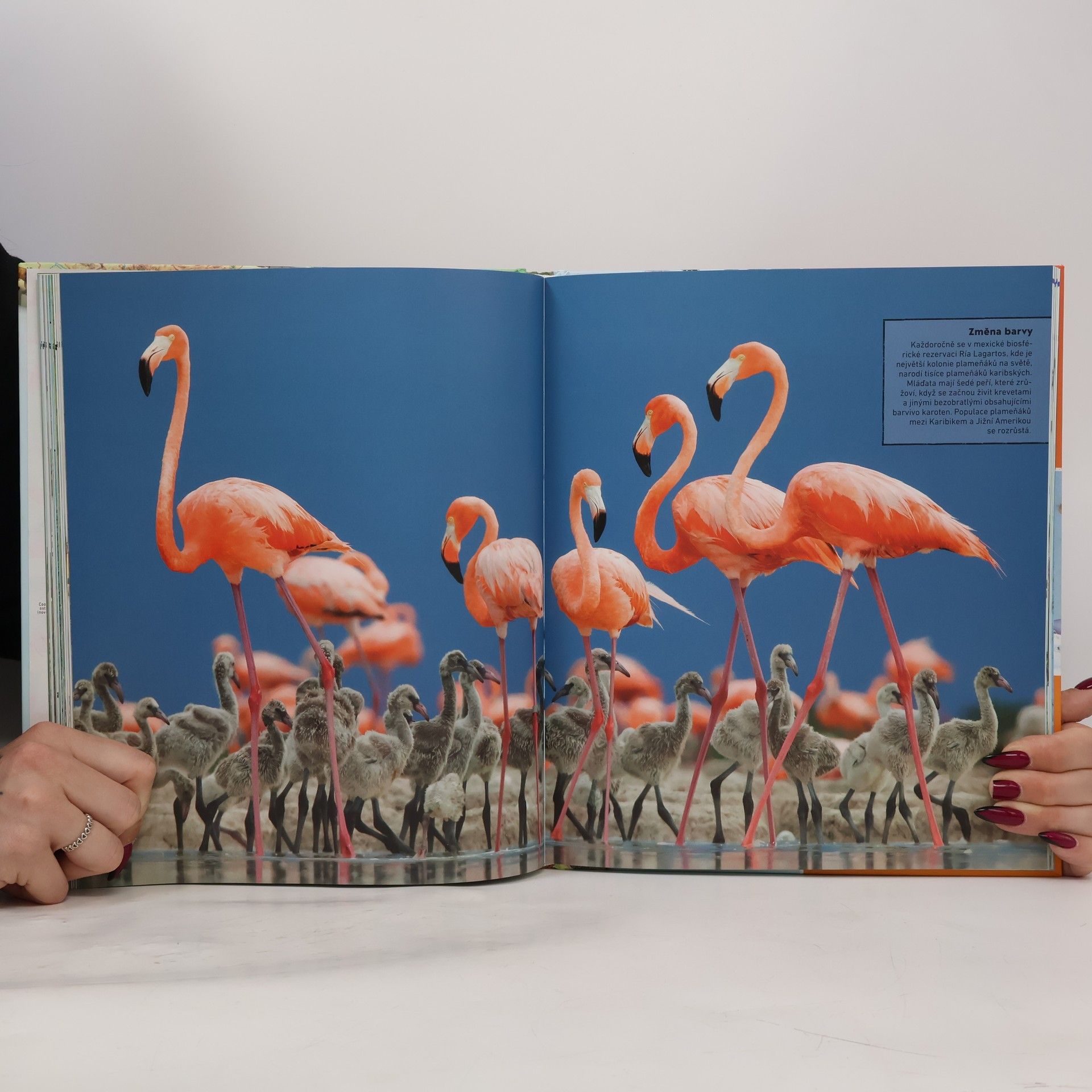 Derek Harvey Atlas zvířat