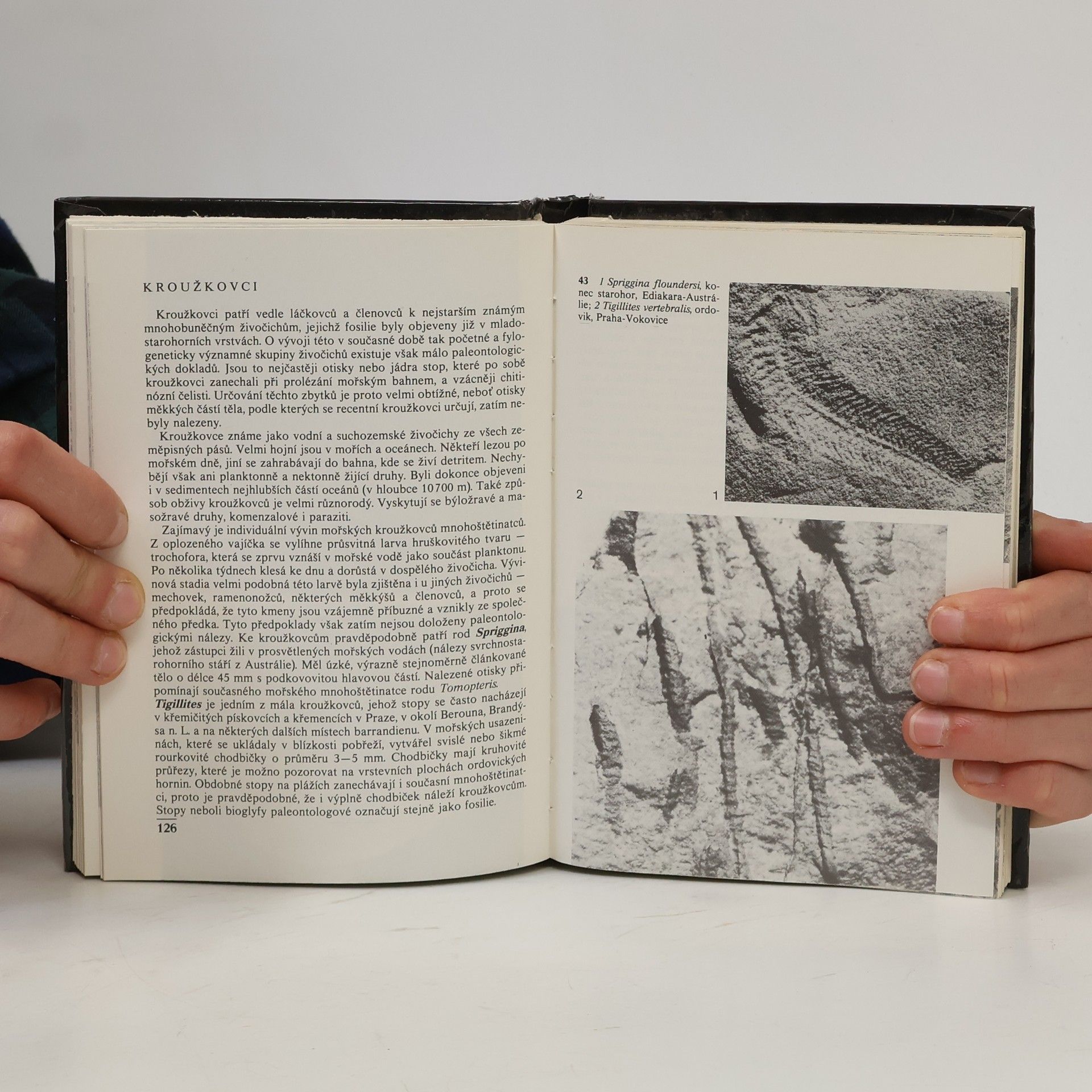 Vladimír Habětín Kapesní atlas zkamenělin