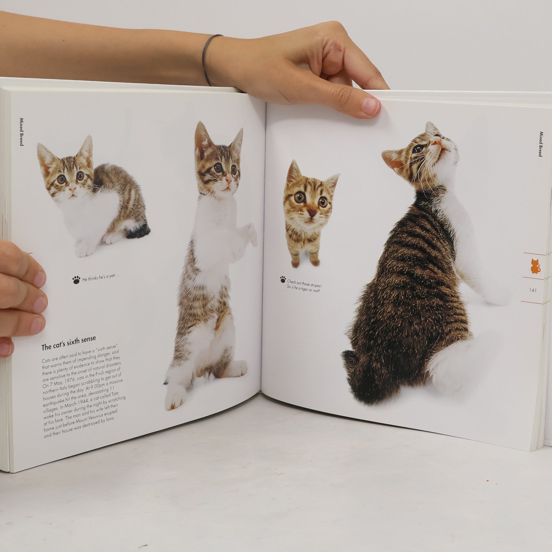 Nueveden The Cat: Artist Collection