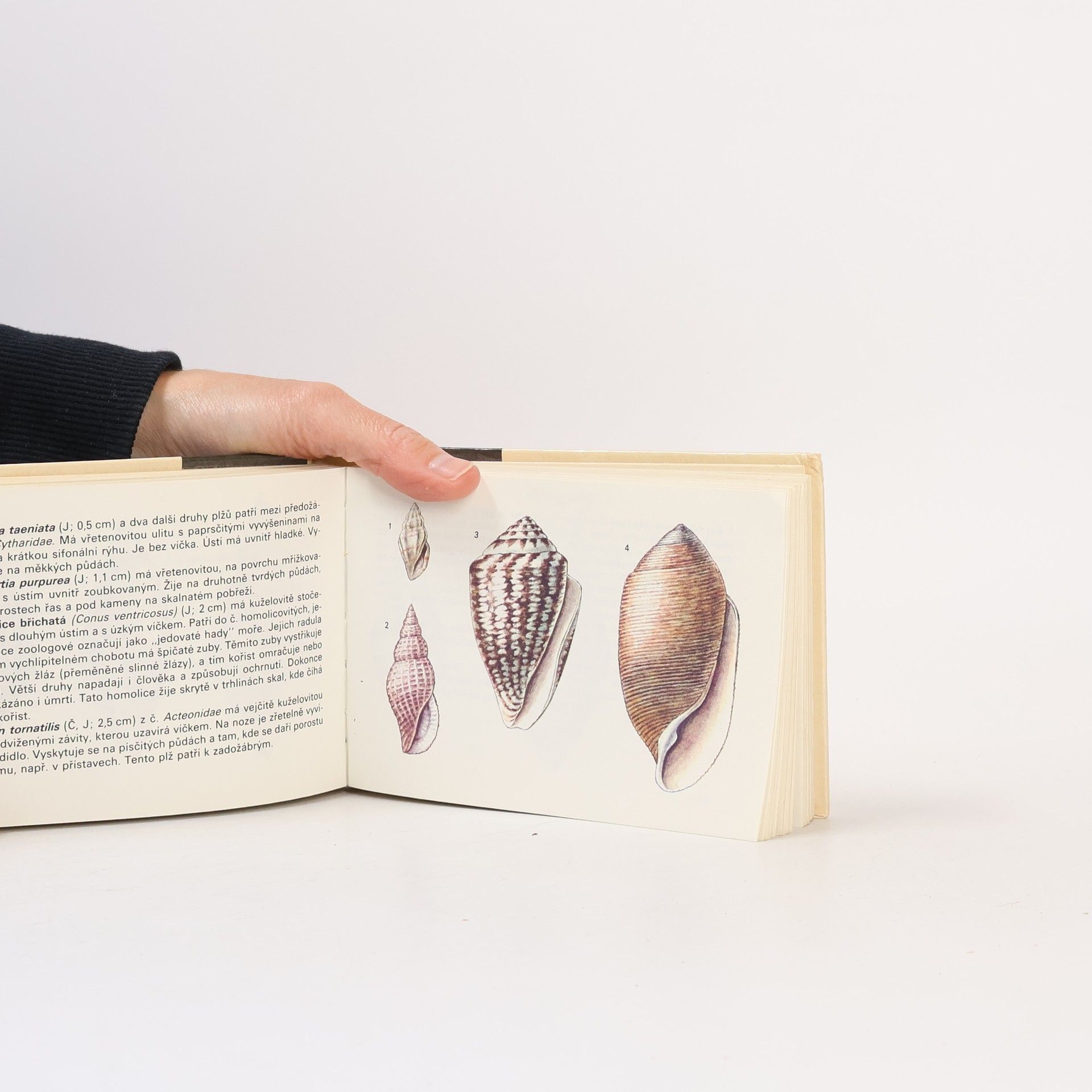 Antonín Altmann Mořská fauna a flóra