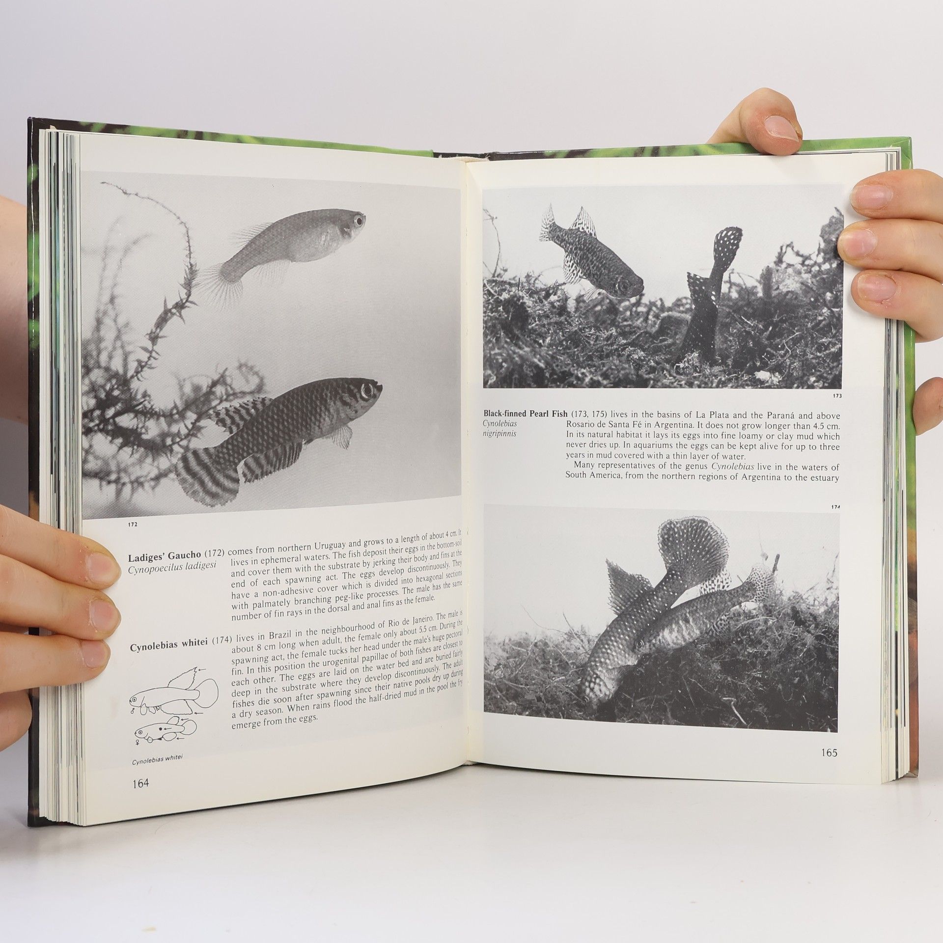 Stanislav Frank The Illustrated Encyclopedia of Aquarium Fish