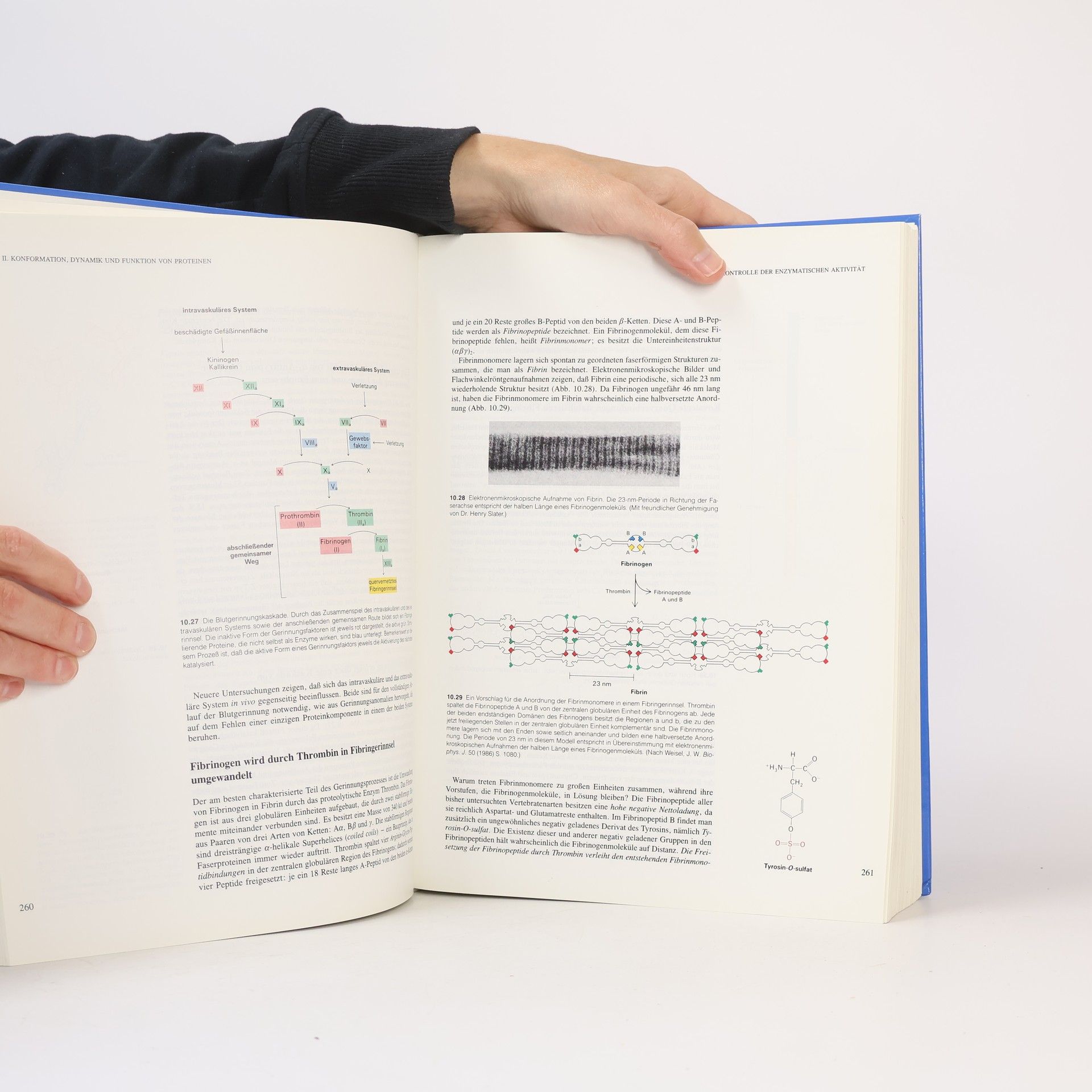 Lubert Stryer Biochemie