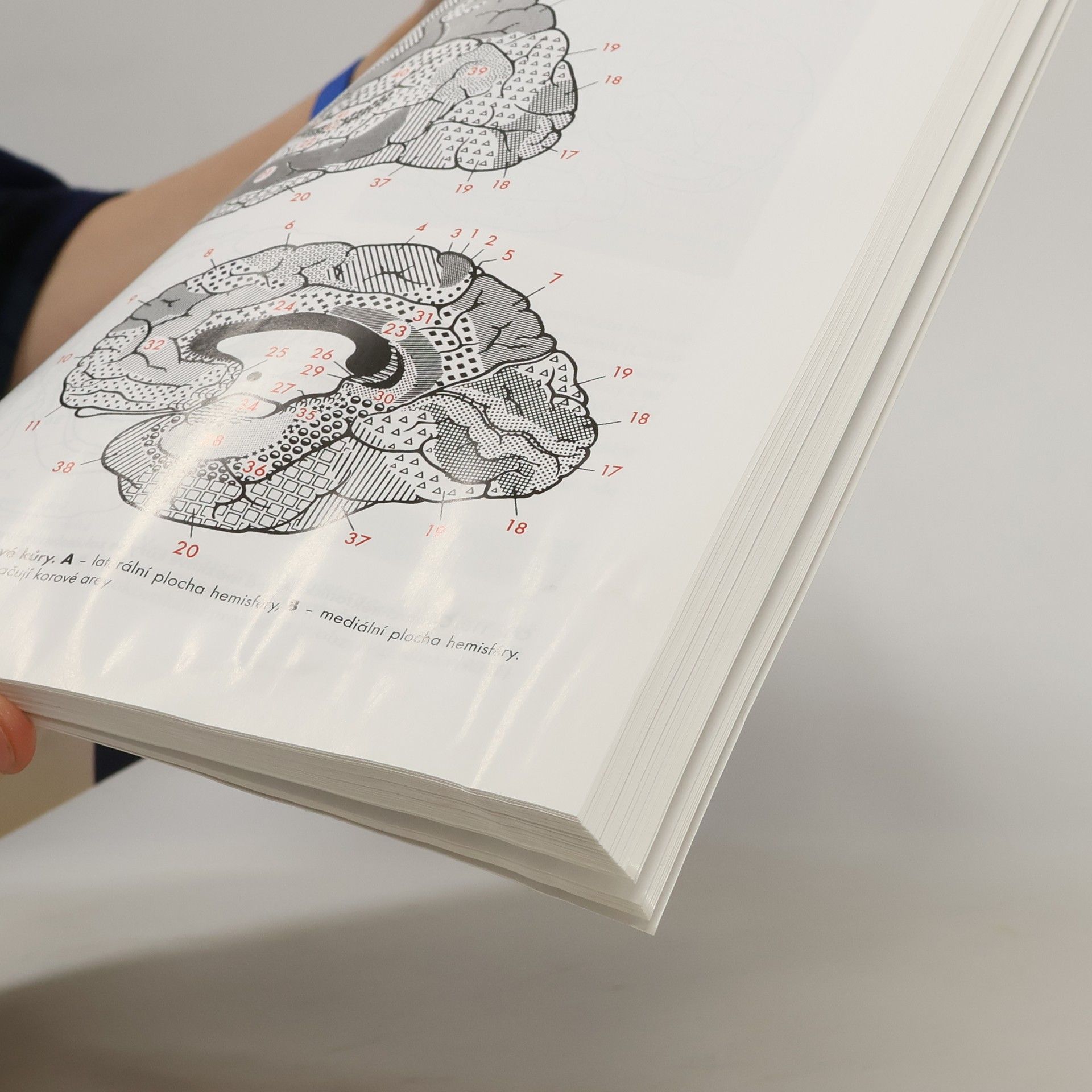 Rastislav Druga Anatomie centrálního nervového systému