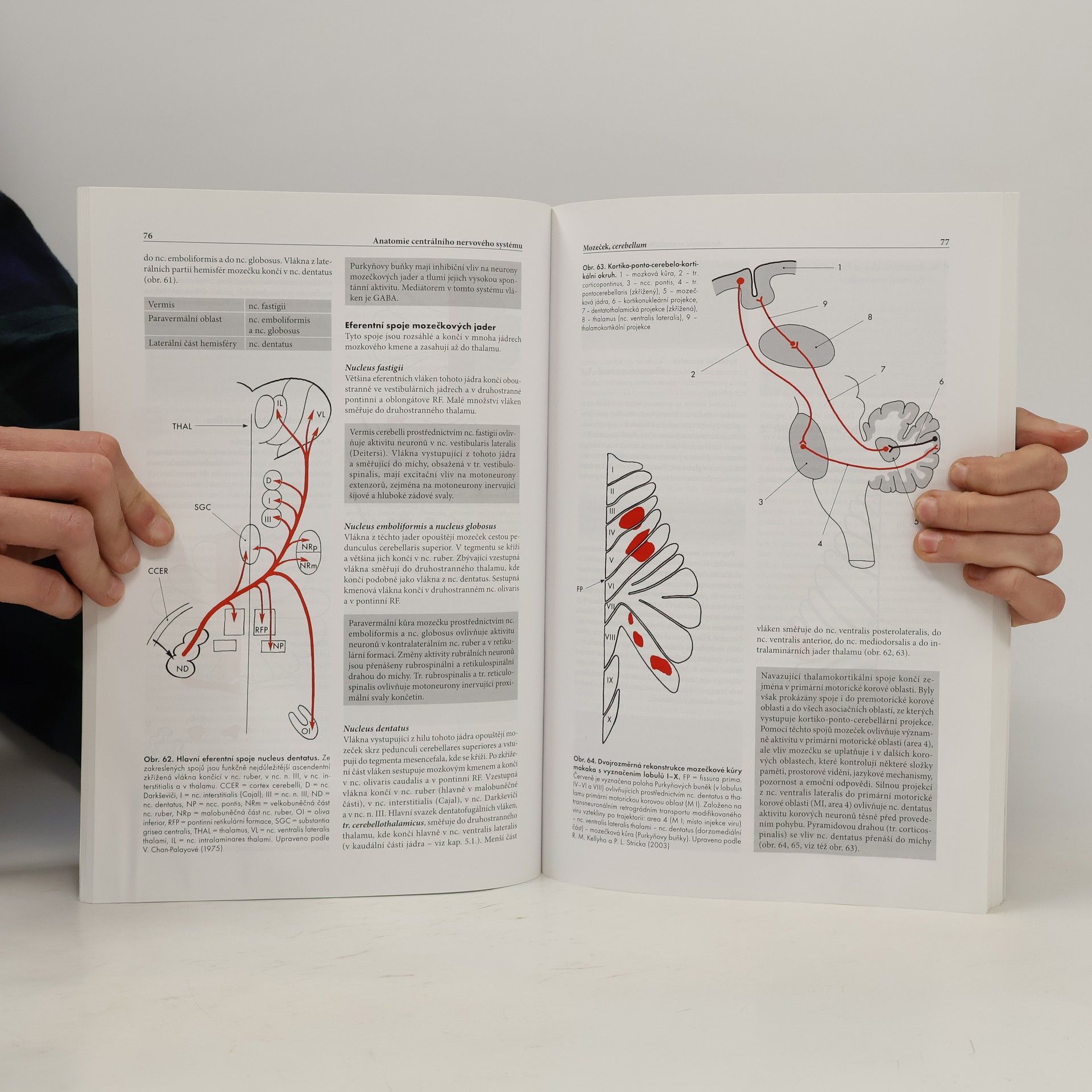 Rastislav Druga Anatomie centrálního nervového systému