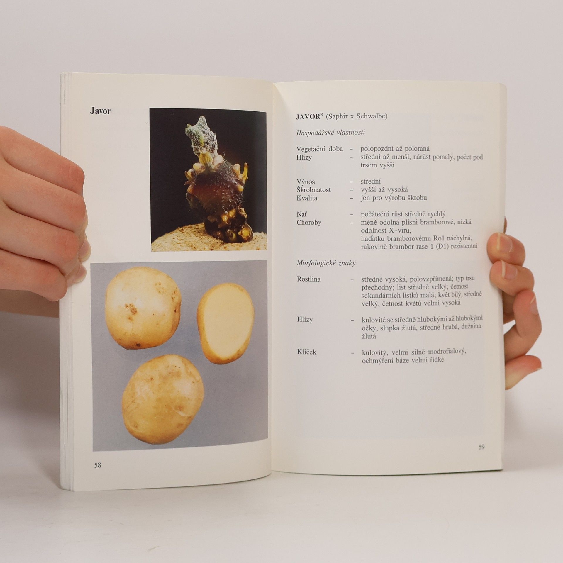 Autorenkollektiv Katalog odrůd brambor