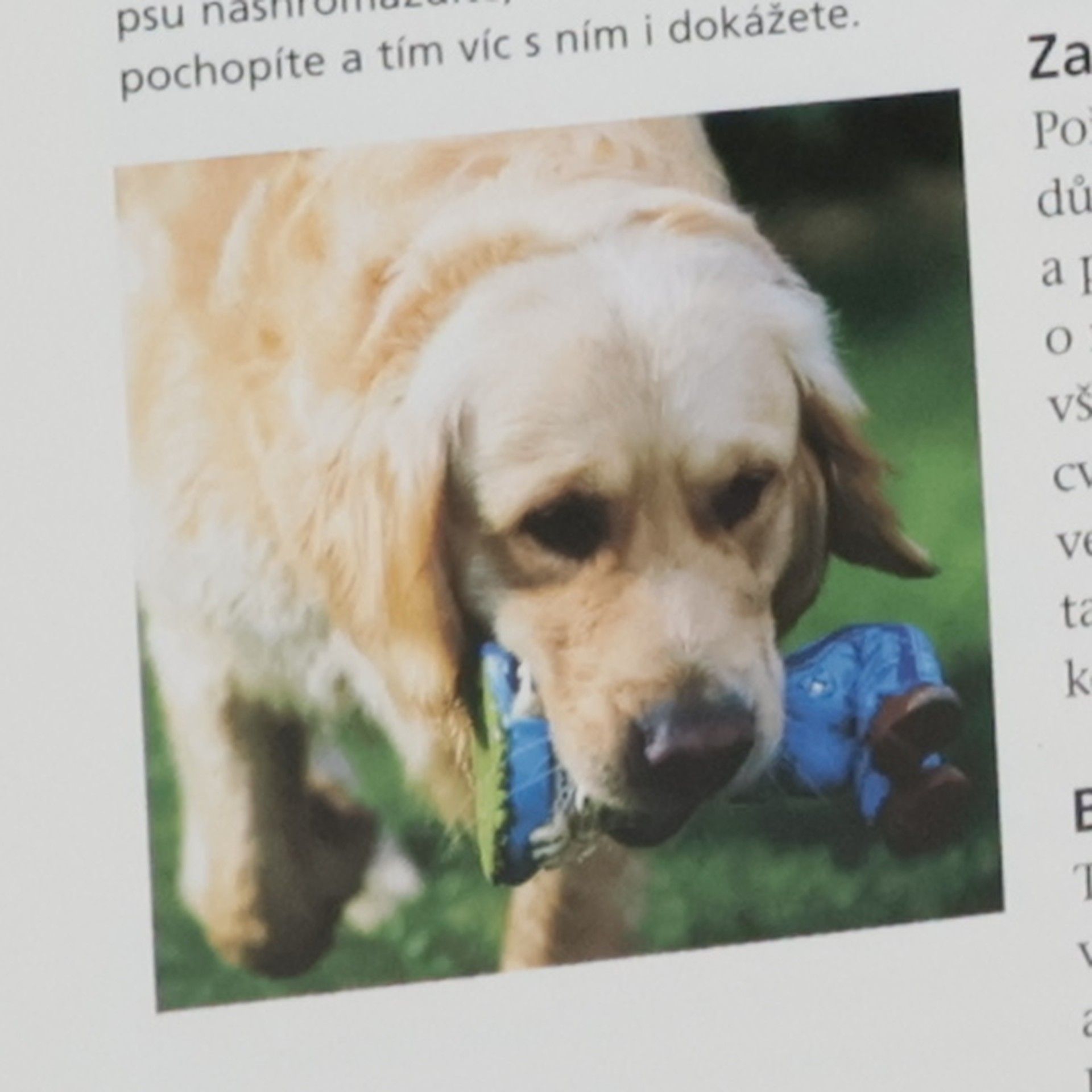 Caroline Davis Výcvik psa: Jak rychle a snadno vychovat společenského psa
