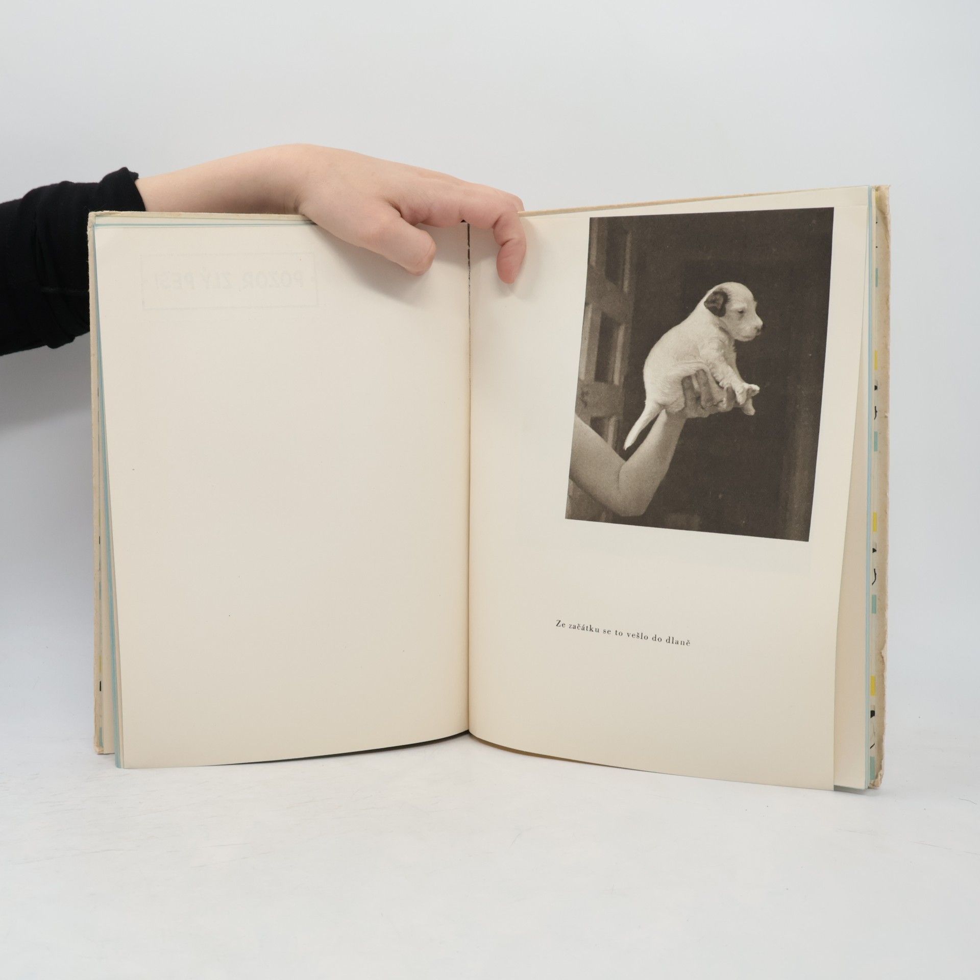 Karel Čapek Dášeňka čili život štěněte