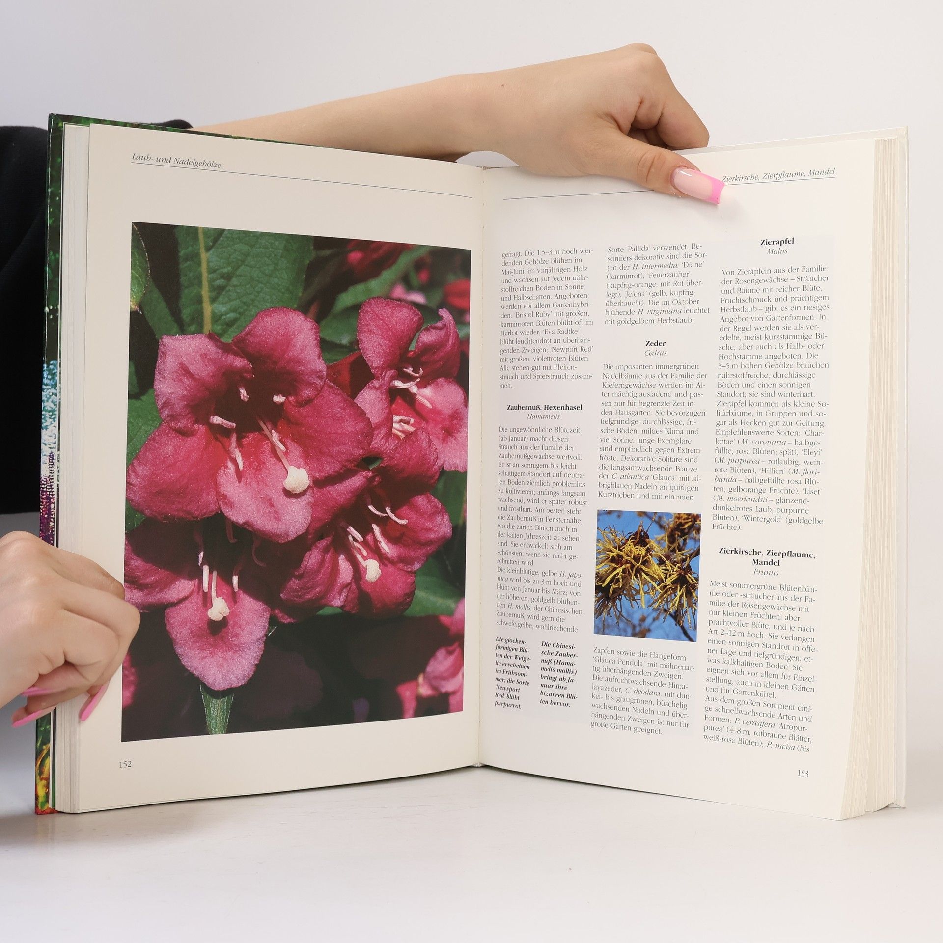 Autorenkollektiv Das Grosse Gartenbuch