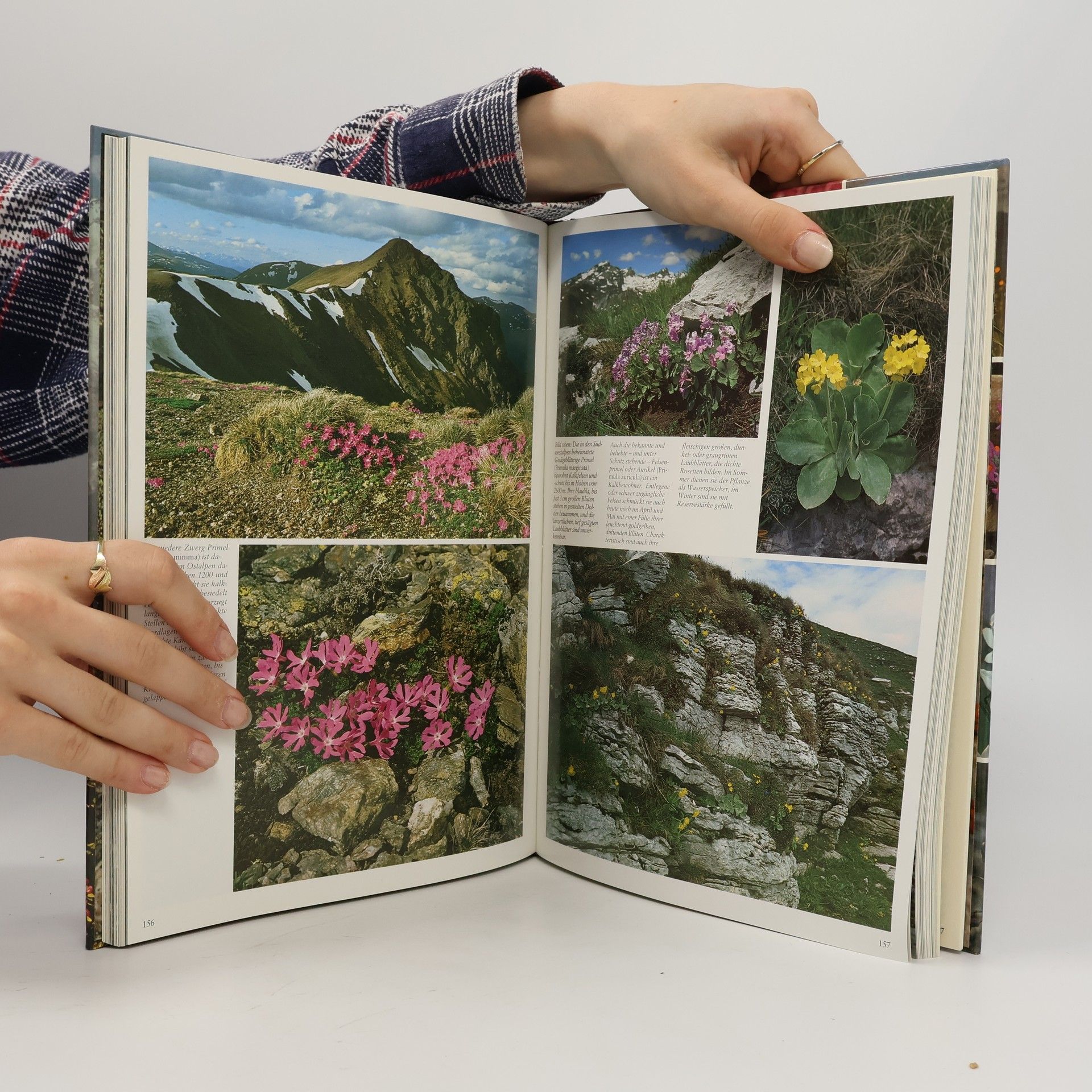 Edeltraud Danesch Zauber und Schönheit der Alpenblumen