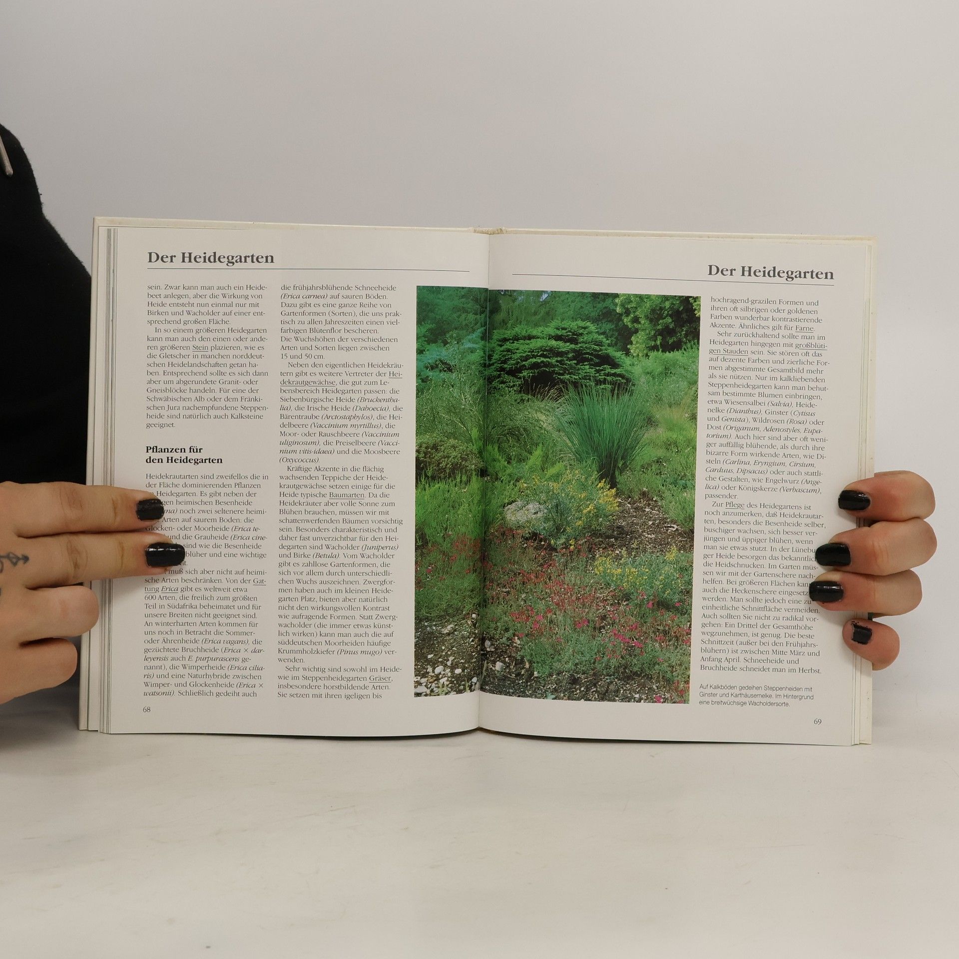 Michael Lohmann Der natürliche Garten