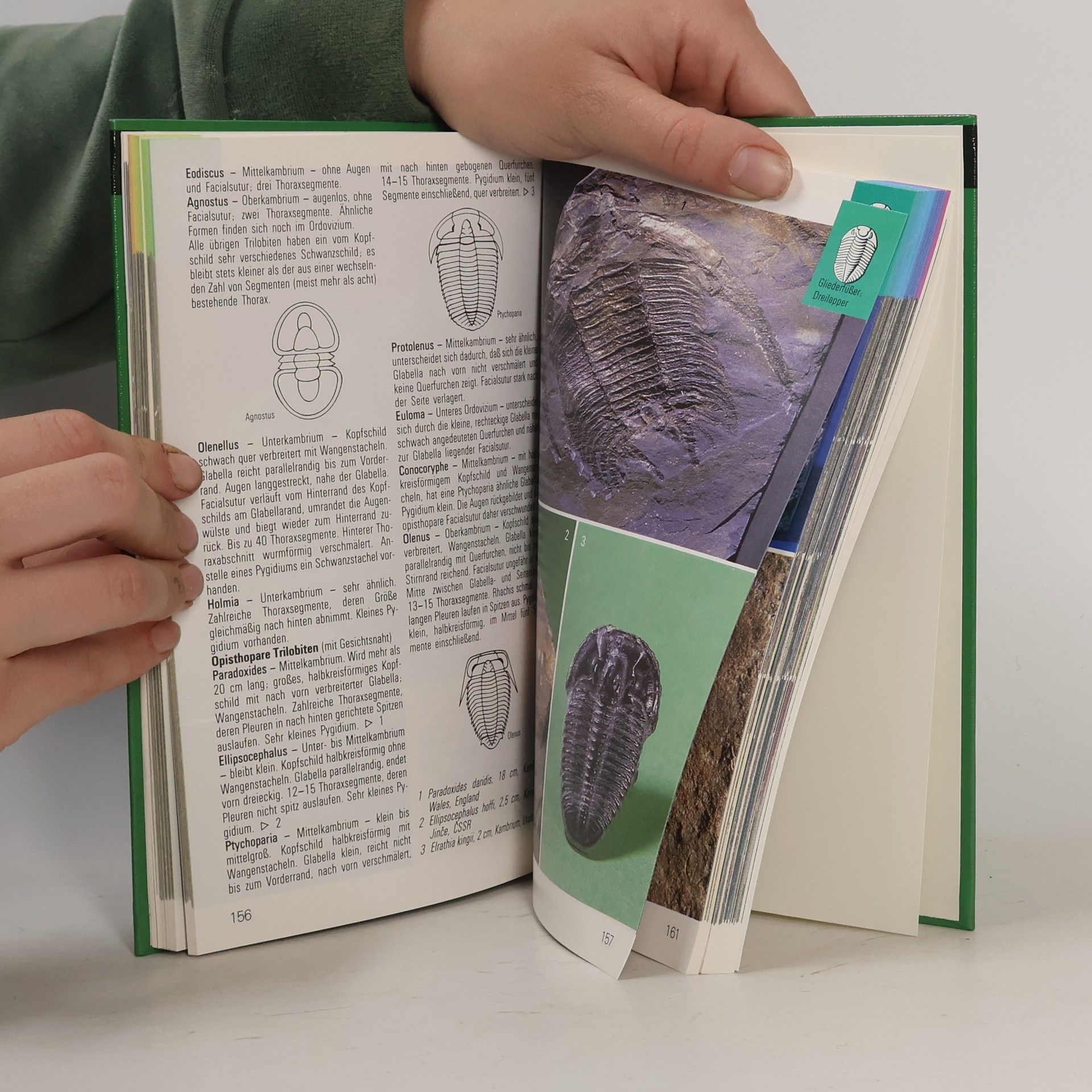 Autorenkollektiv Versteinerungen