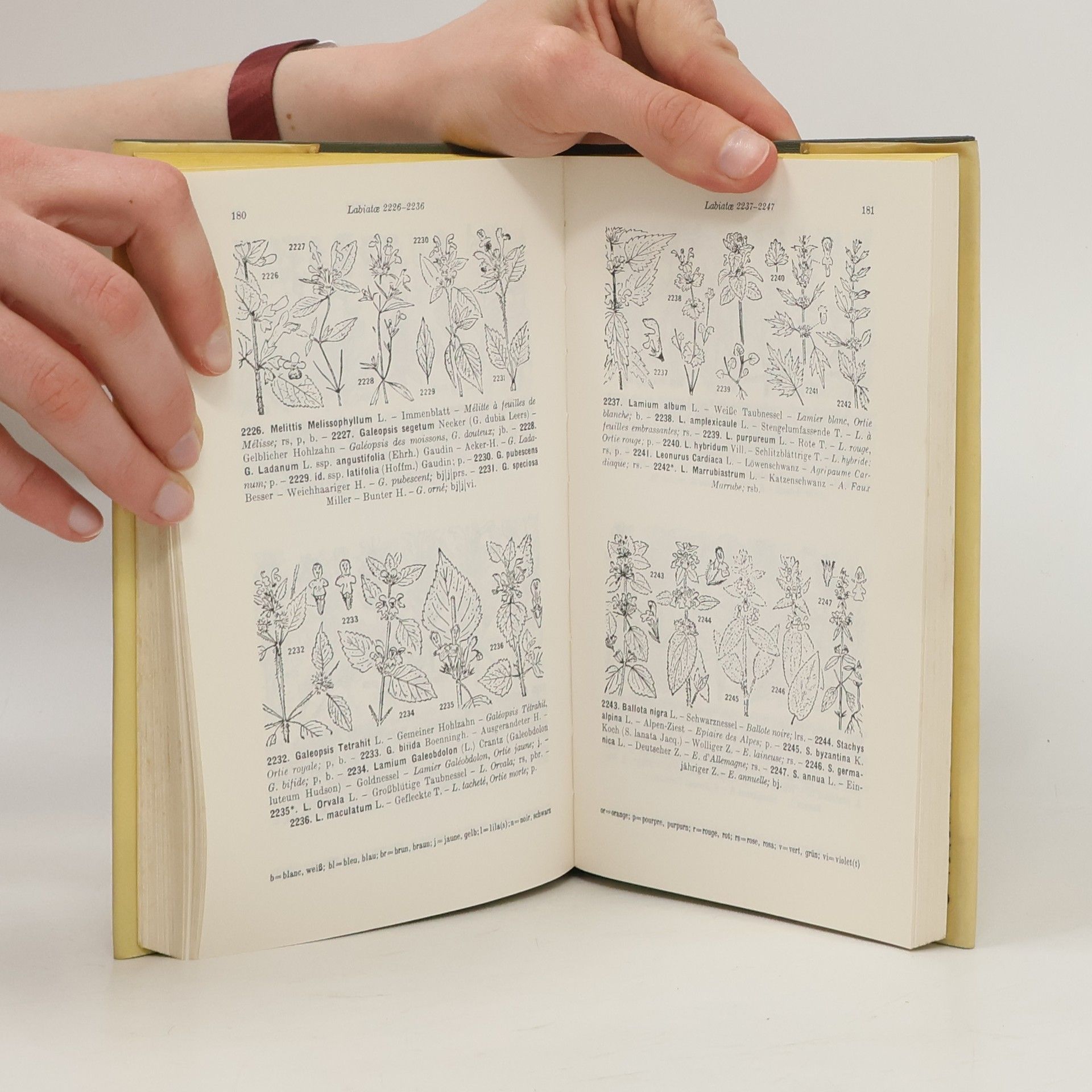 Eduard Thommen Taschenatlas der Schweizer Flora