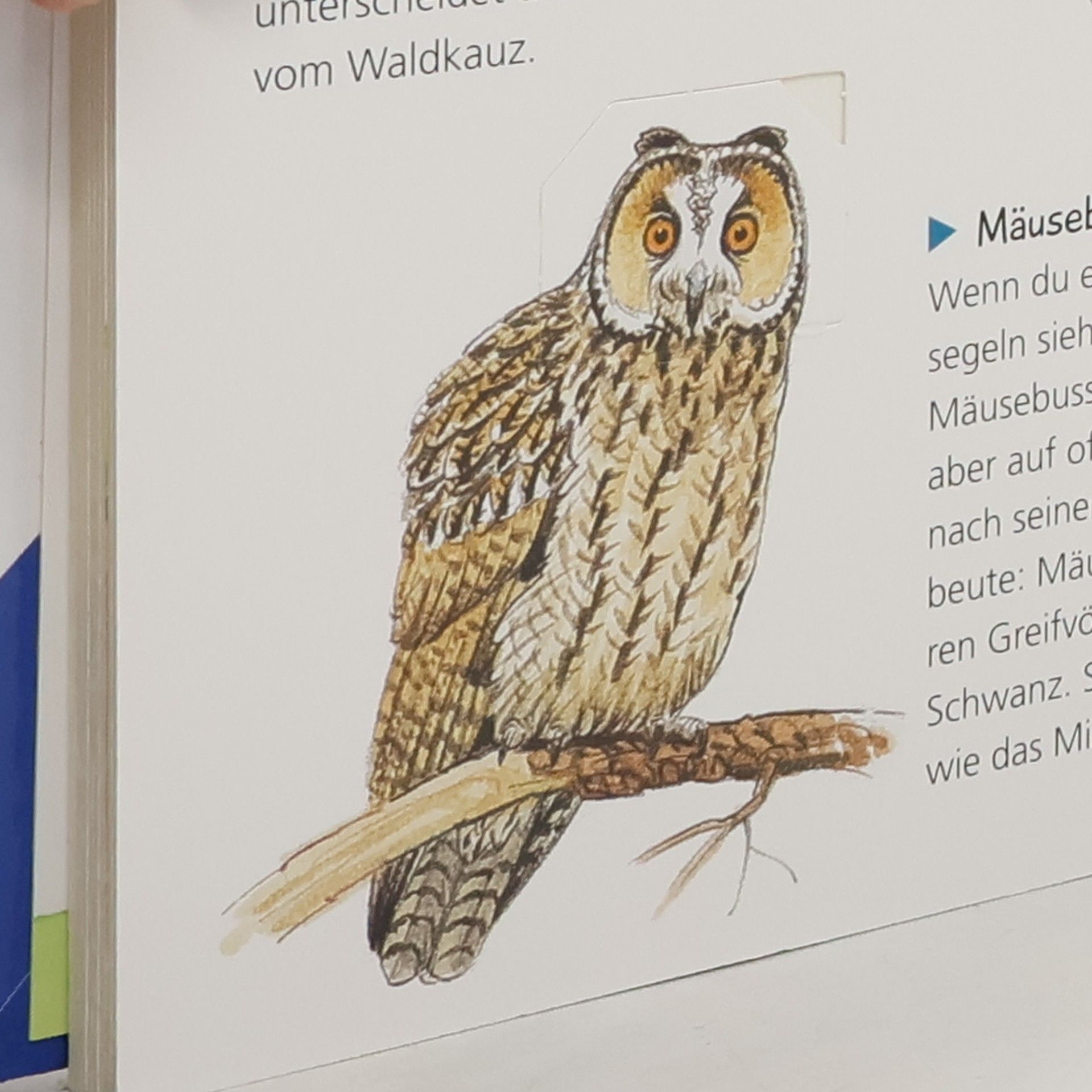 Sandra Noa Mein großes Natur-Lexikon