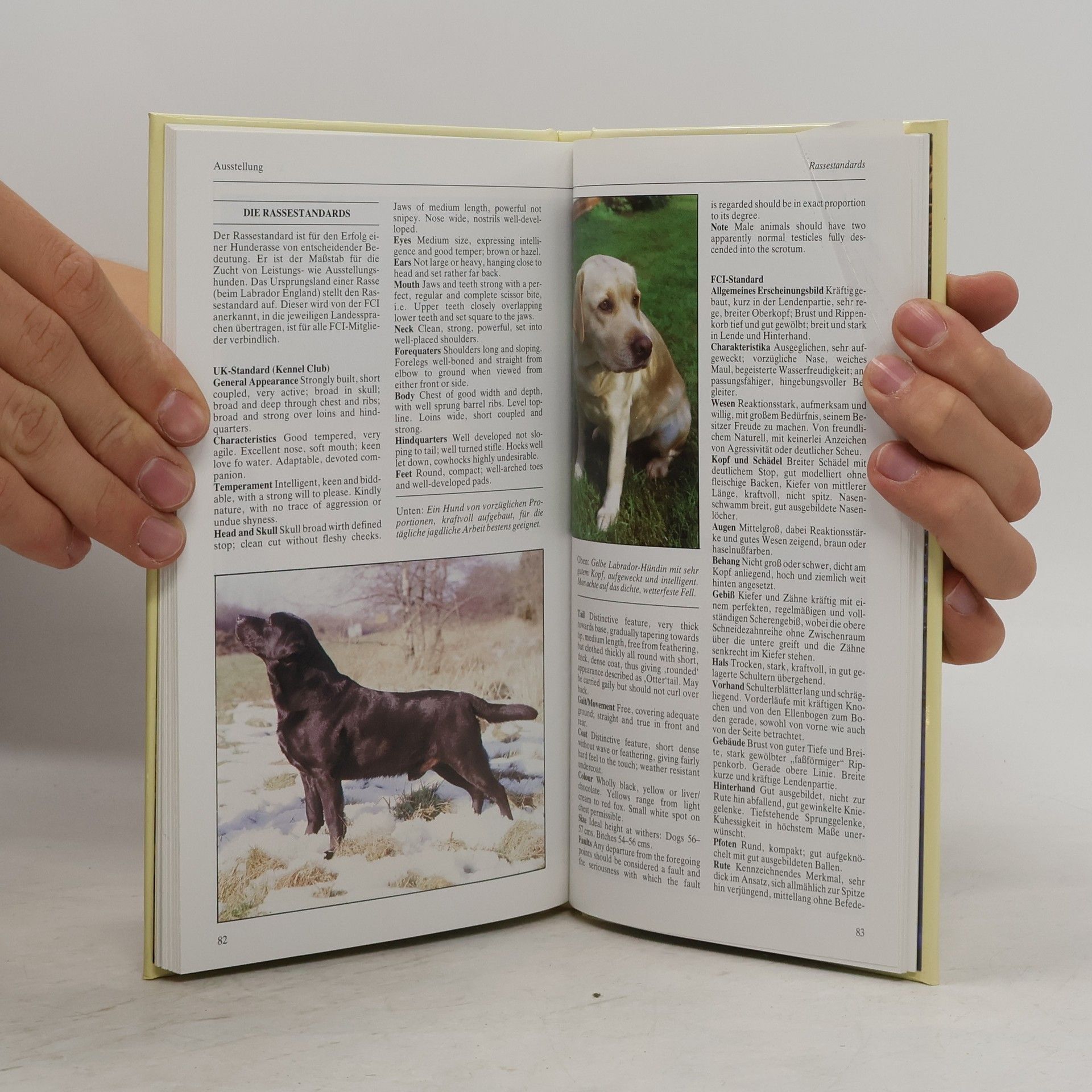 Marjorie Satterthwaite Labrador Retriever