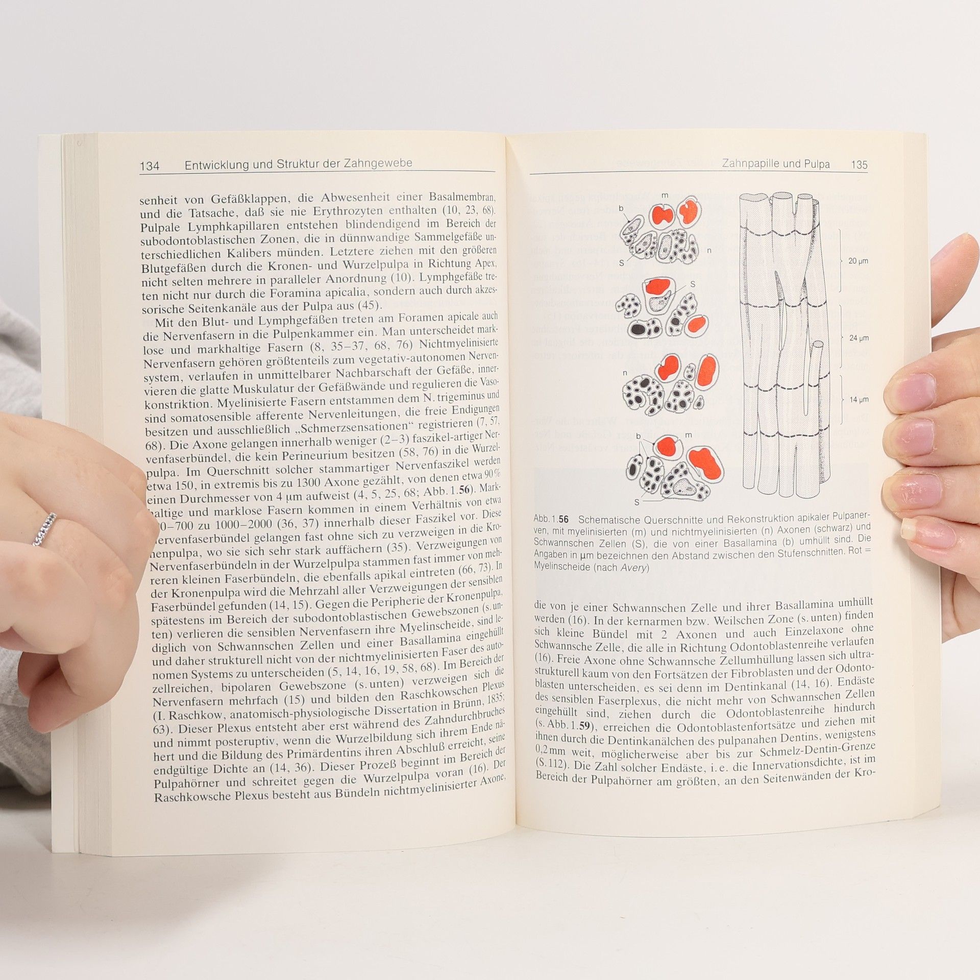 Hubert E. Schroeder Orale Strukturbiologie