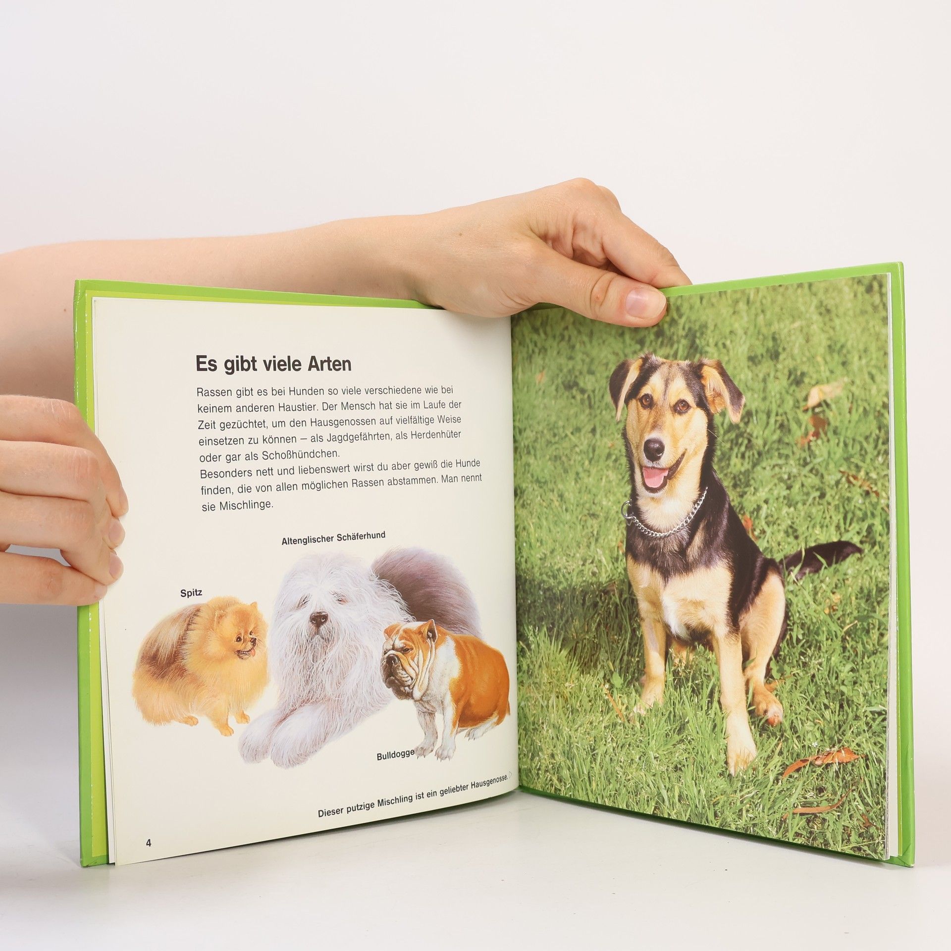 Autorenkollektiv Hunde