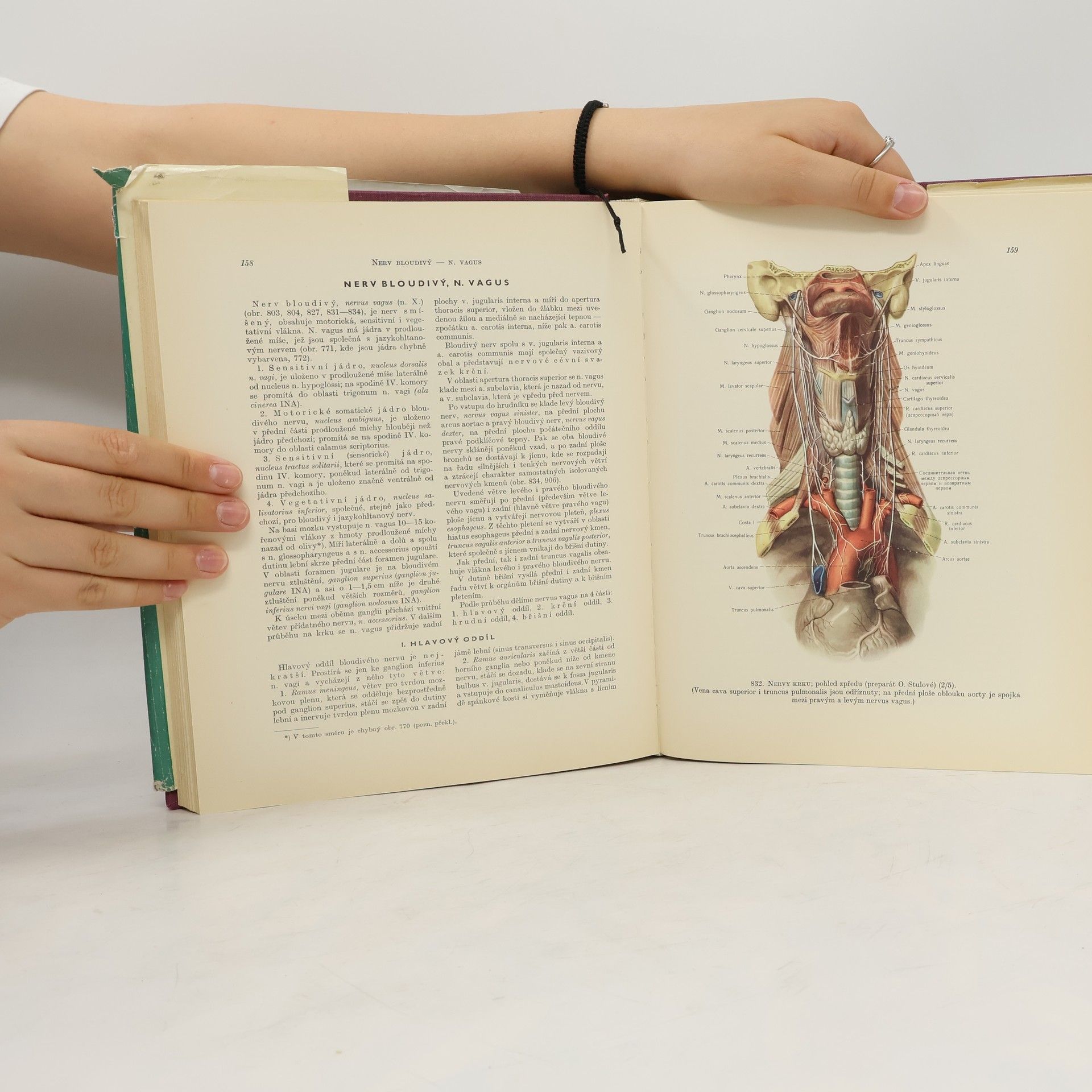 R. D. Sinělnikov Atlas anatomie člověka 3. svazek