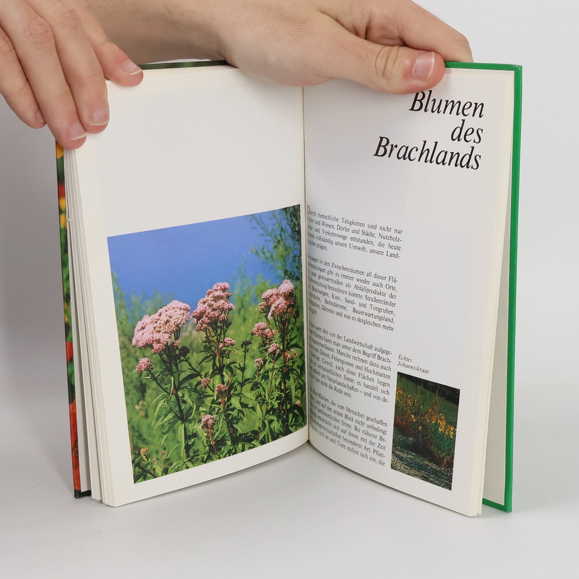 Autorenkollektiv Im Garten und in der Nachbarschaft. Blumen