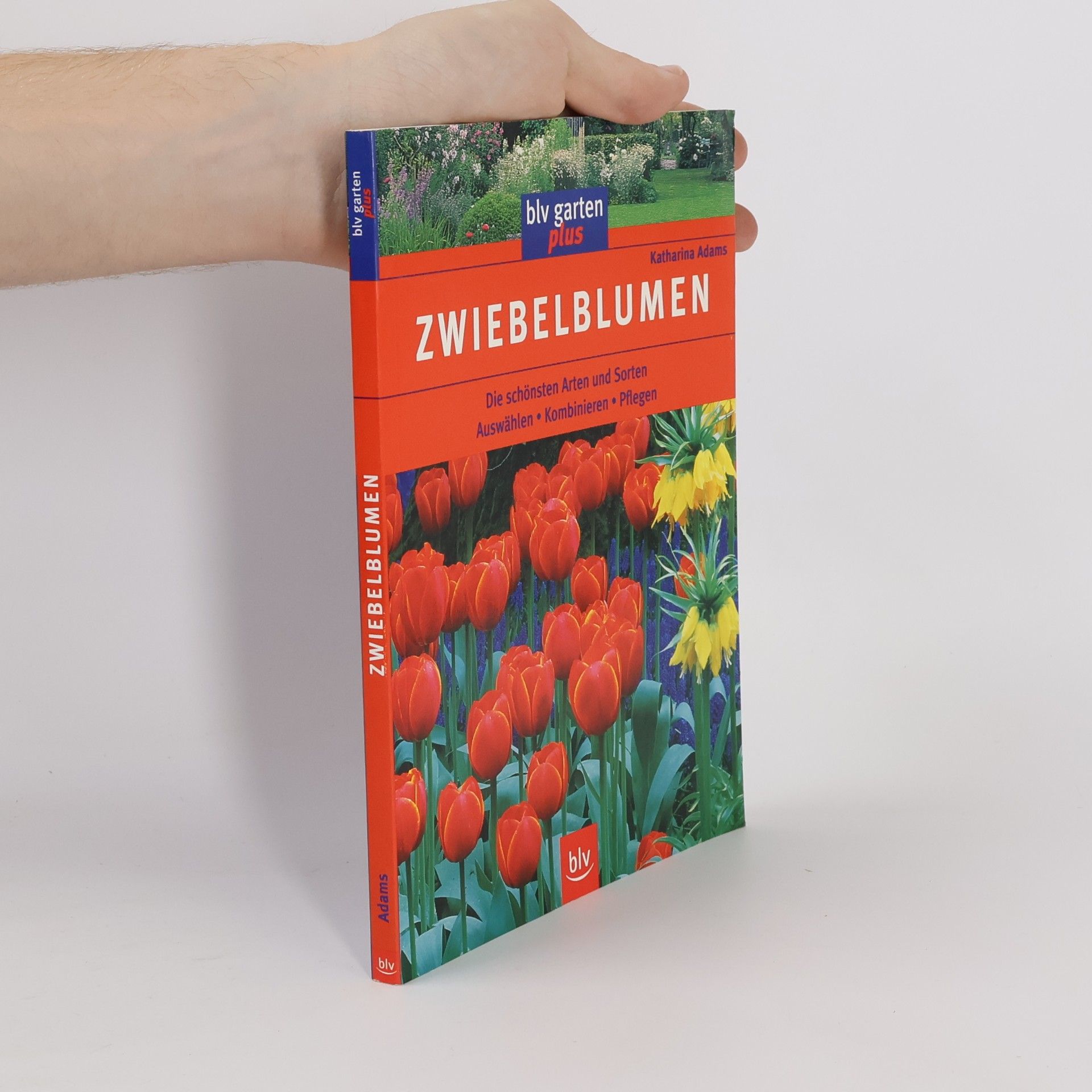 Katharina Adams Zwiebelblumen