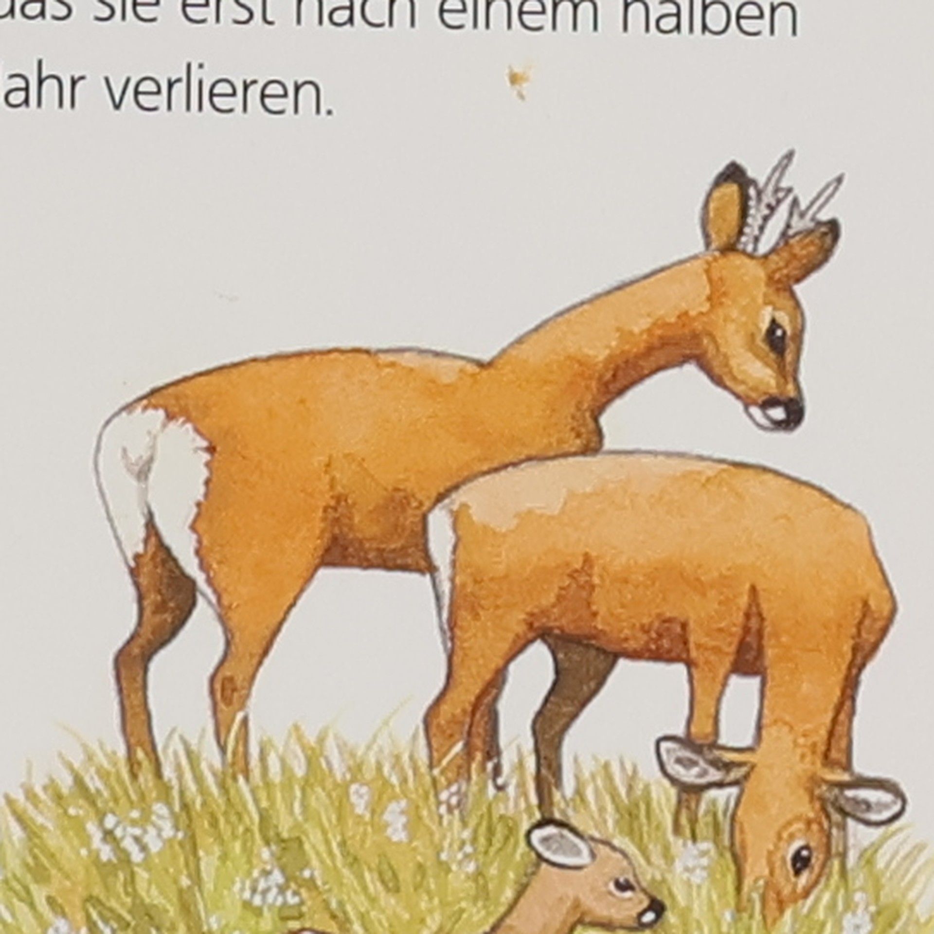 Anne Ebert Unsere Tierkinder