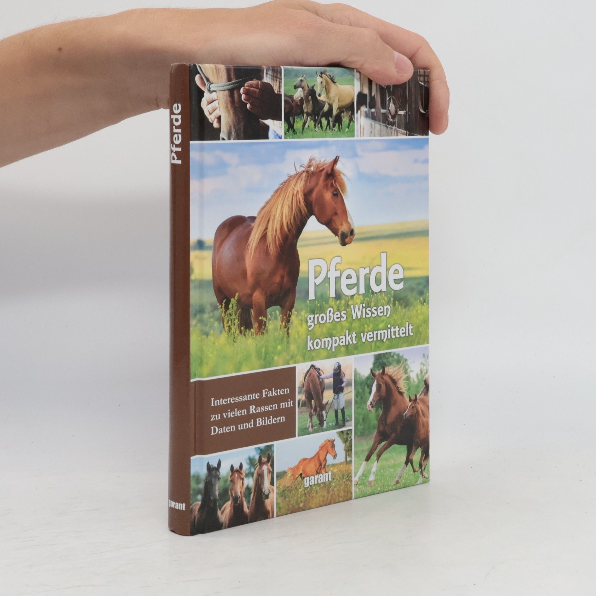 Pferde