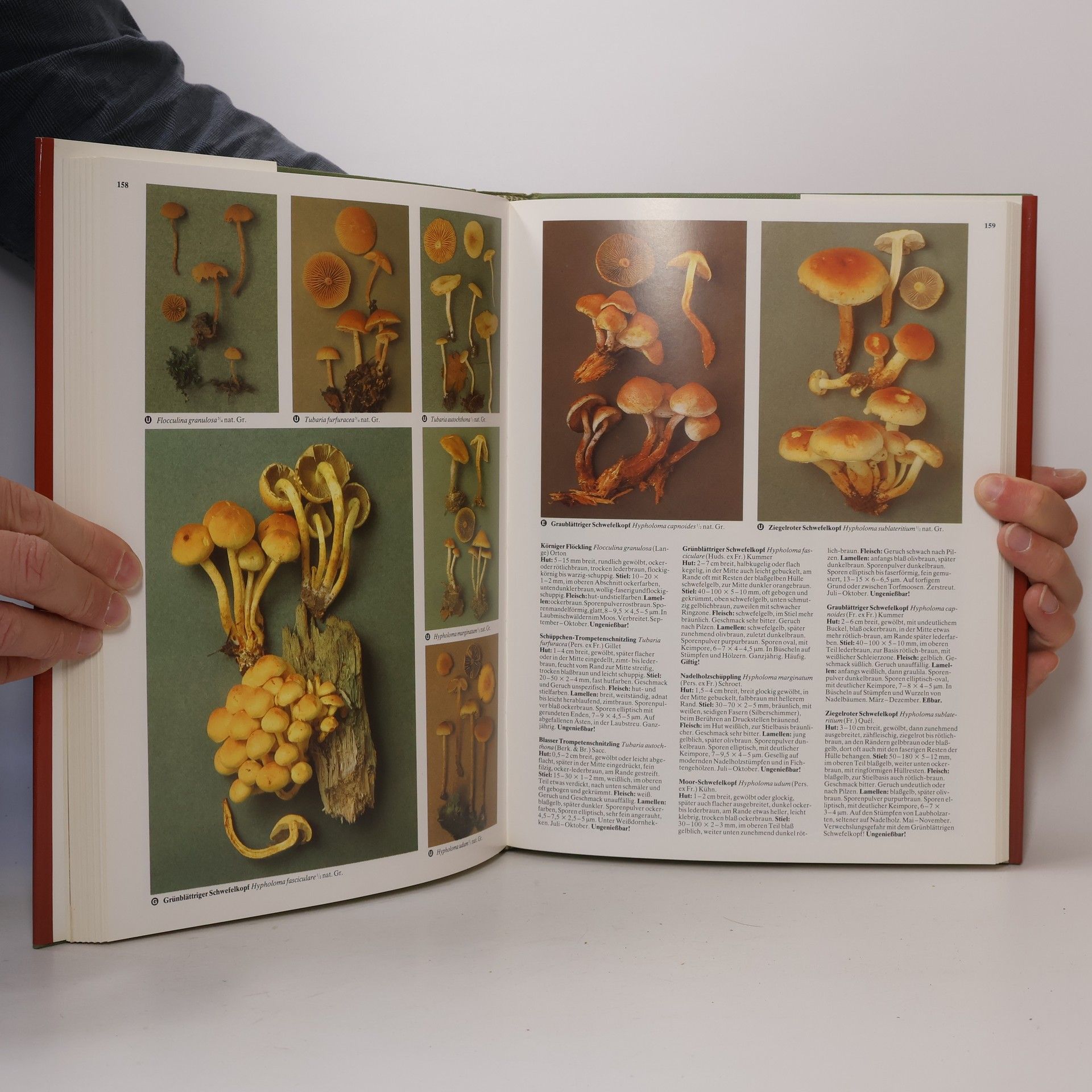 Roger Phillips Der Kosmos-Pilzatlas