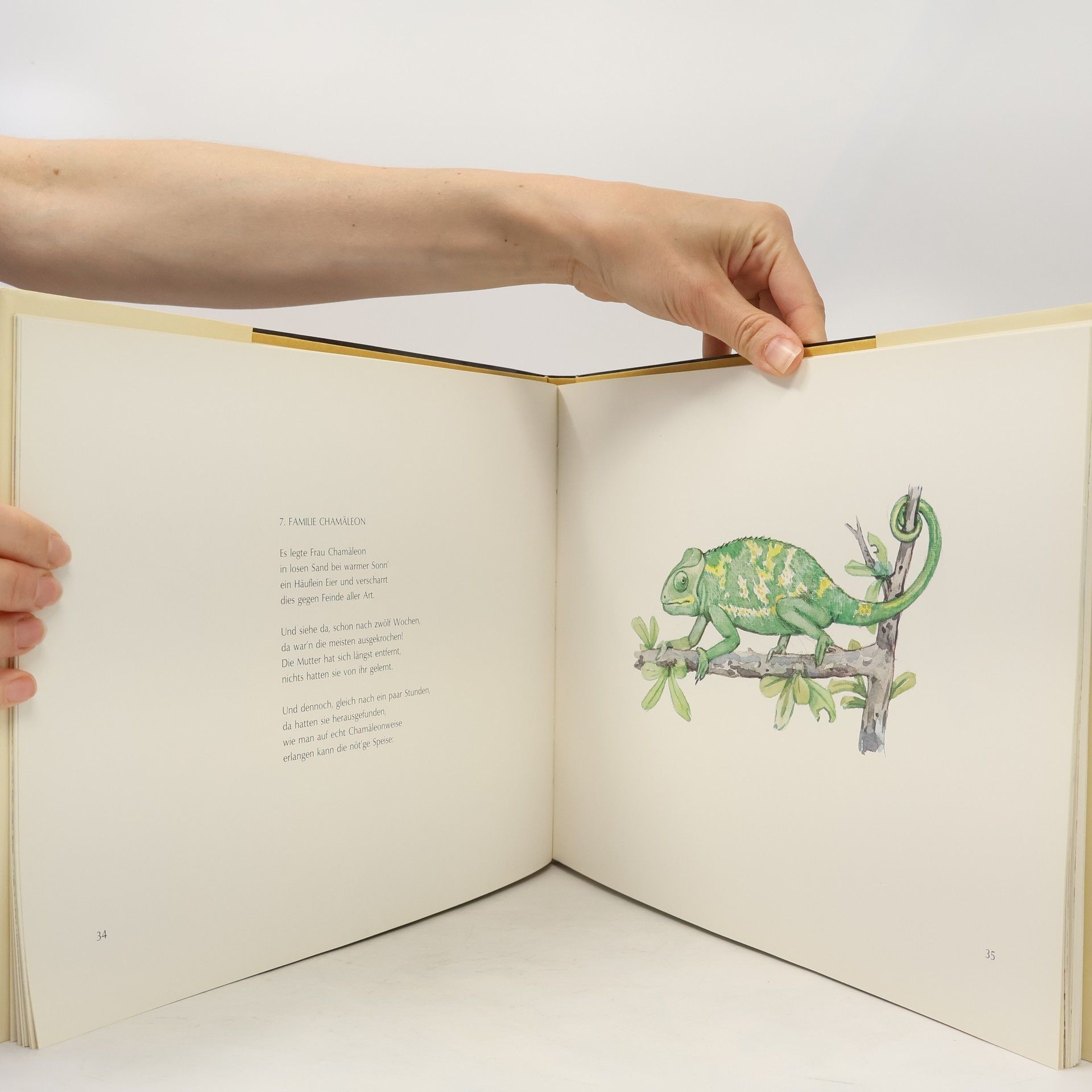 Joachim Voigts Aus der Kinderstube Südwester Tiere