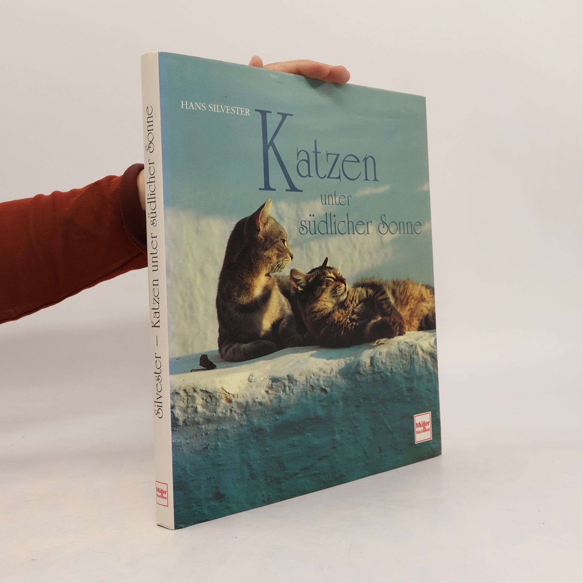 Katzen unter südlicher Sonne