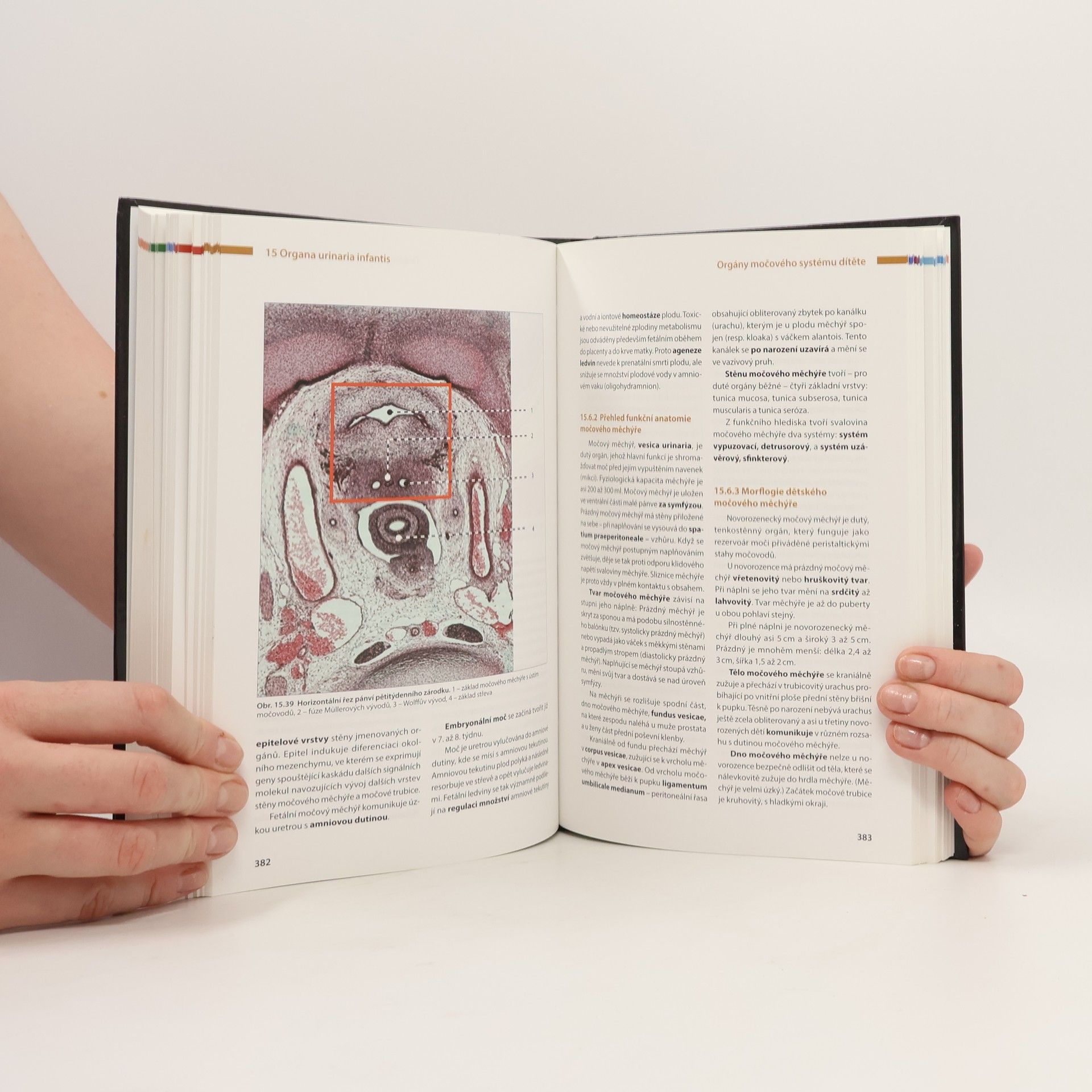 Ivan Dylevský Anatomie dítěte - Nipioanatomie 2. díl