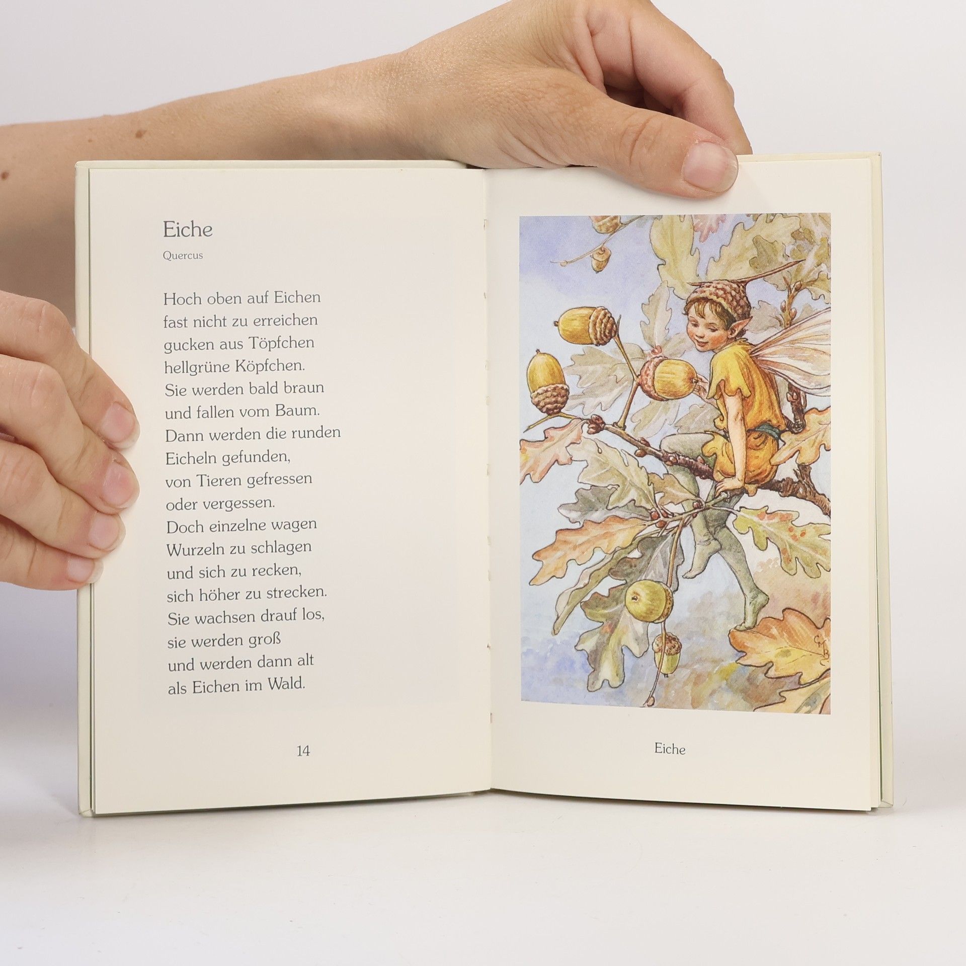 Cicely Mary Barker Es wohnt ein Elf in jeder Blüte