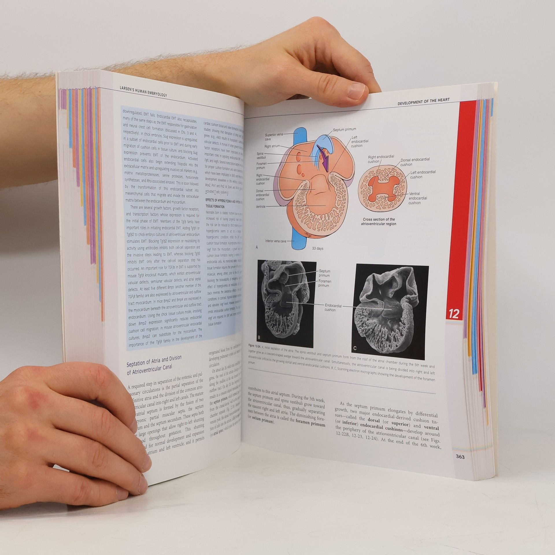 Gary C. Schoenwolf Larsen's Human Embryology - Fourth Edition