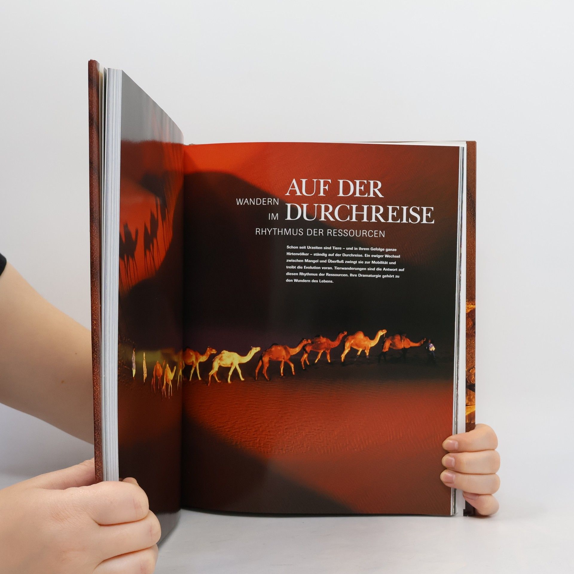Auteurscollectief Rhytmus des Lebens: Der Faktor Zeit in der Natur