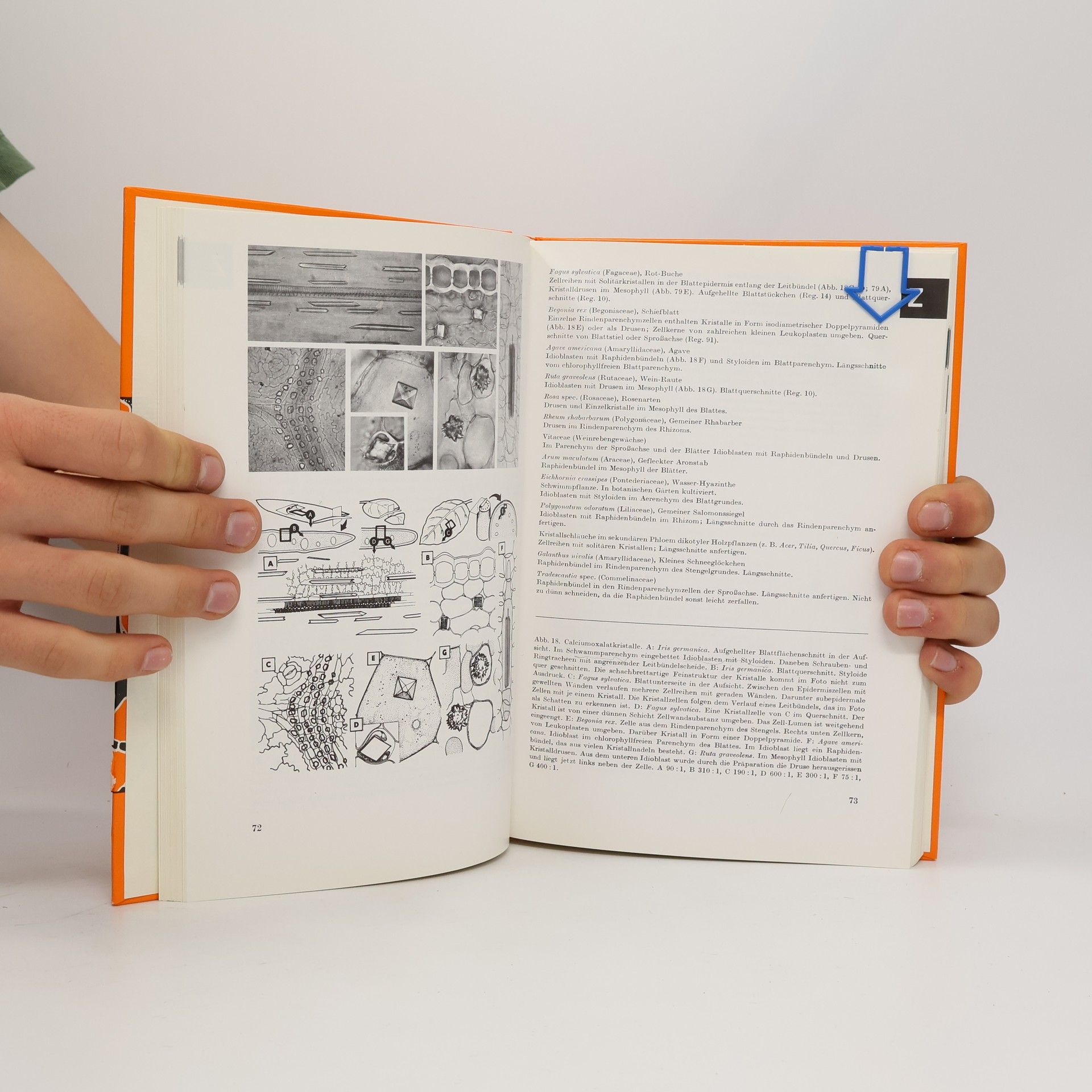 Alfred Leman Pflanzenanatomisches Praktikum - 7. Auflage