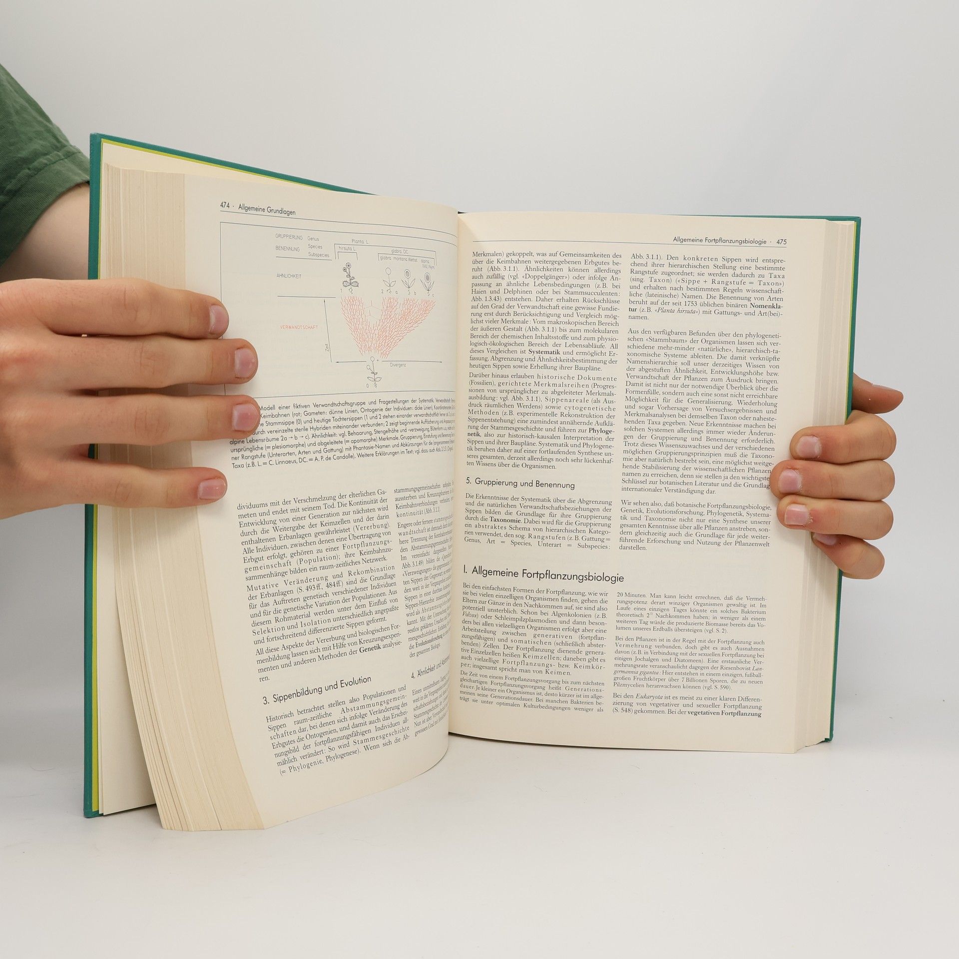 Autorenkollektiv Strasburger Lehrbuch der Botanik