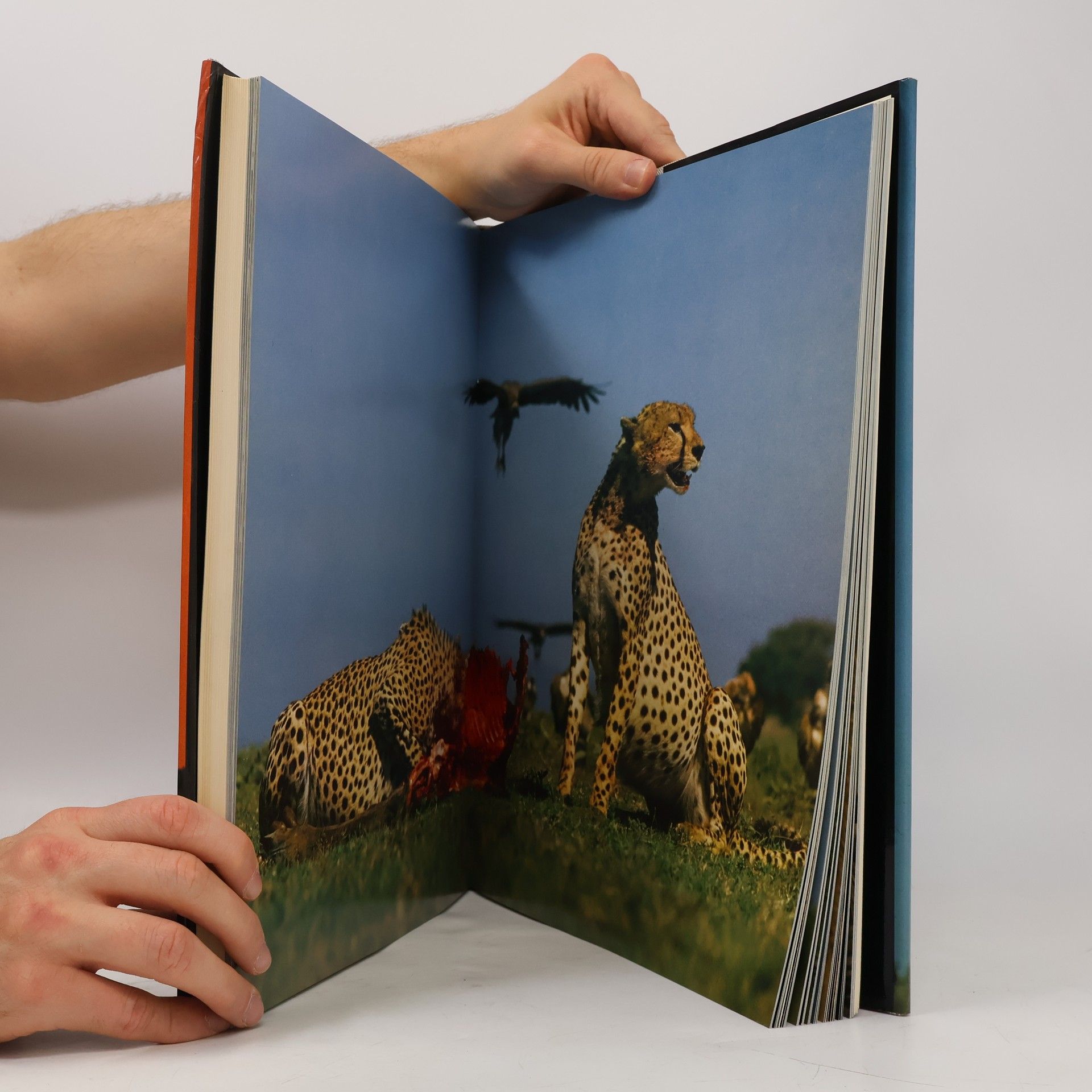 Reinhard Künkel Abenteuer Serengeti