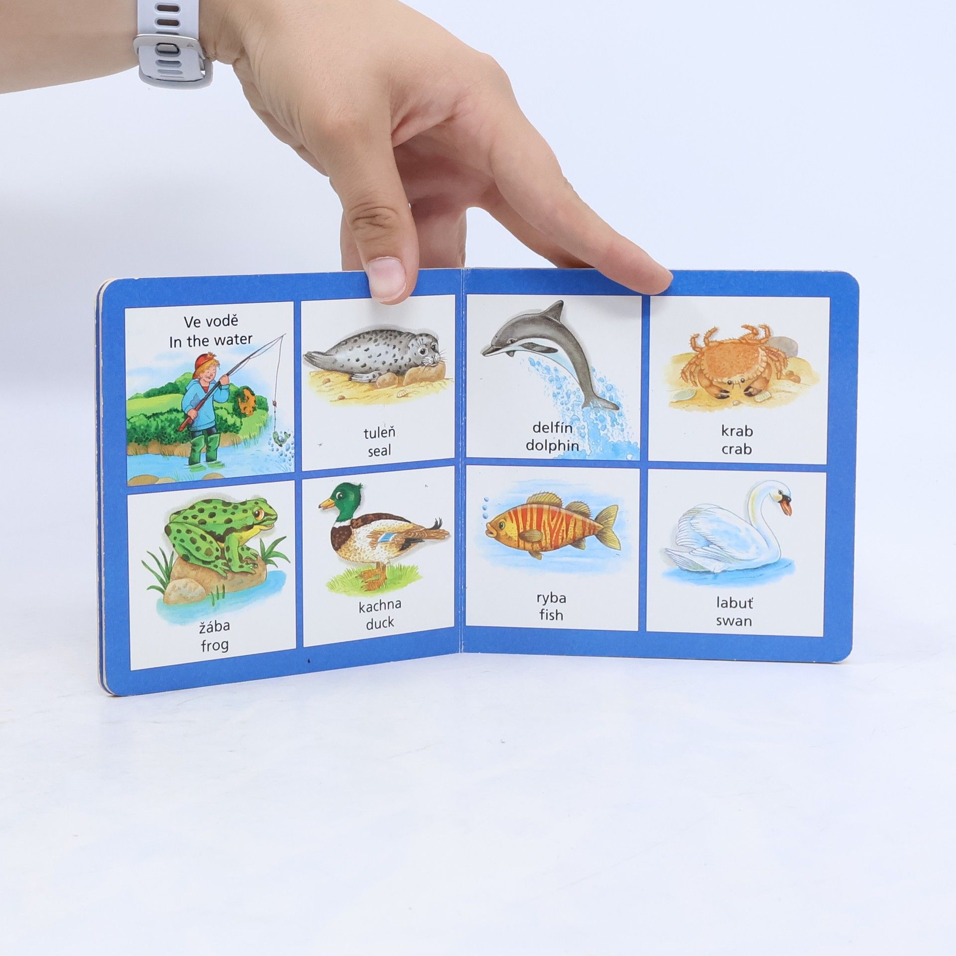 Autorenkollektiv Angličtina : moje první slovíčka. Zvířata - animals