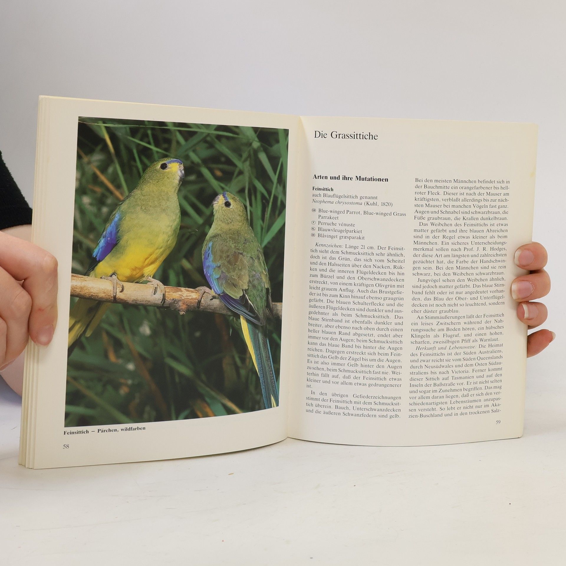 Horst Bielfeld Grassittiche