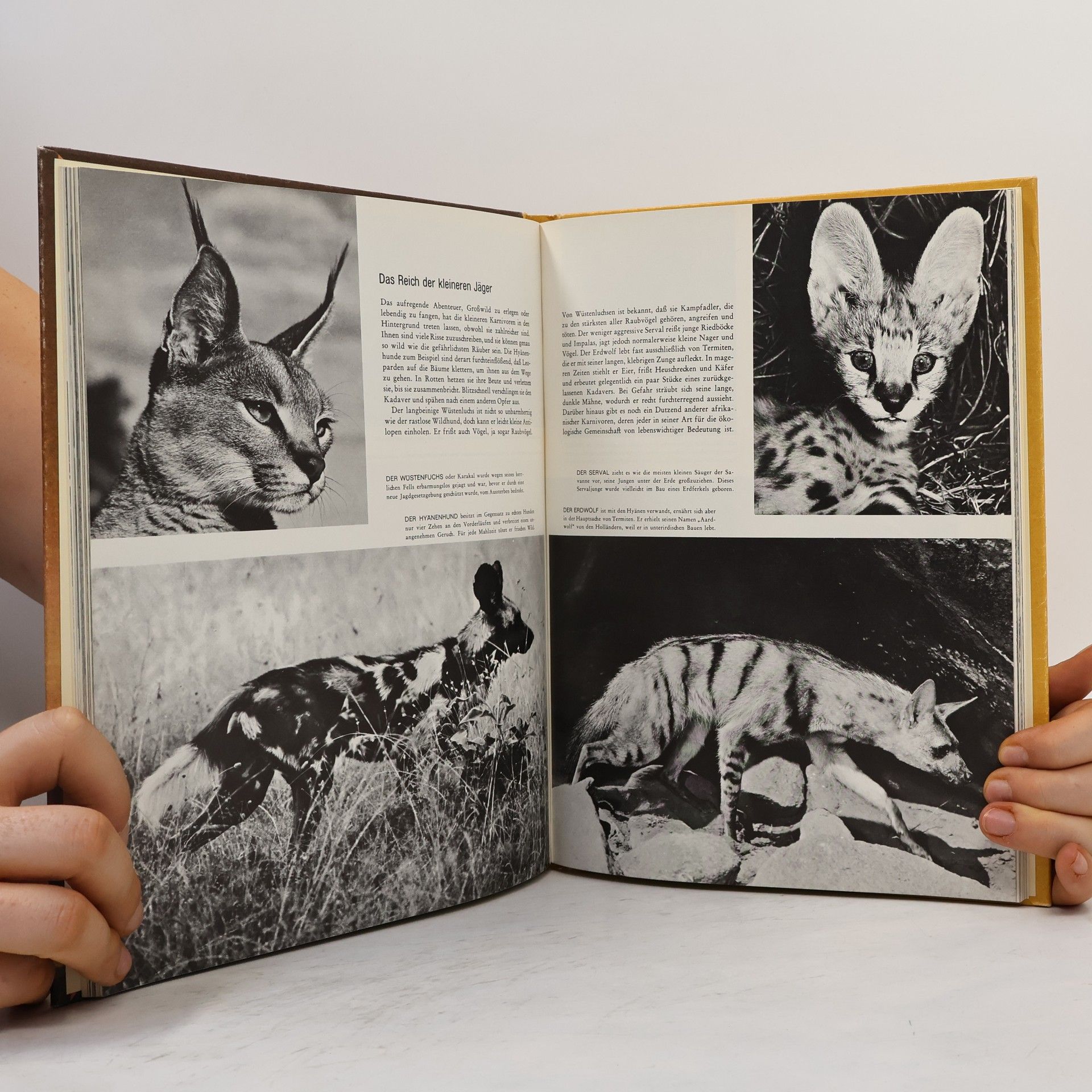 Autorenkollektiv Afrika. Flora und Fauna