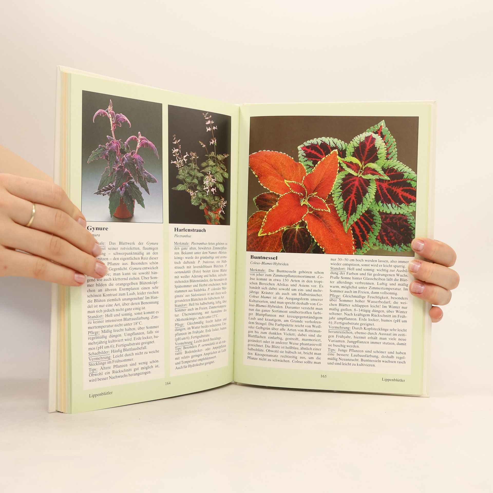 Herta Simon Das neue BLV-Zimmerpflanzenbuch