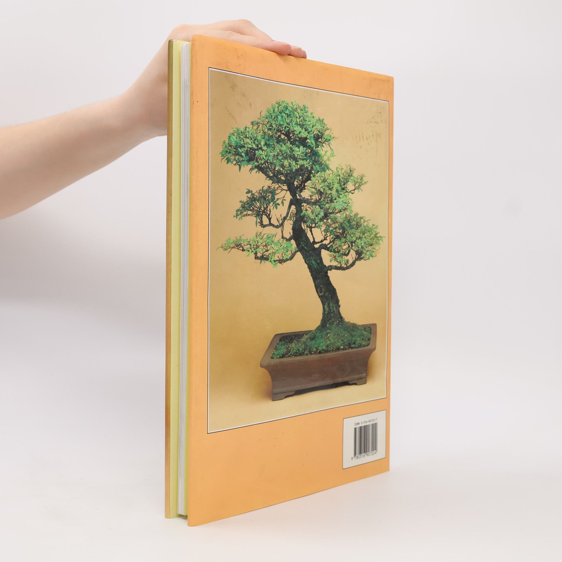 Christine Stewart Bonsai