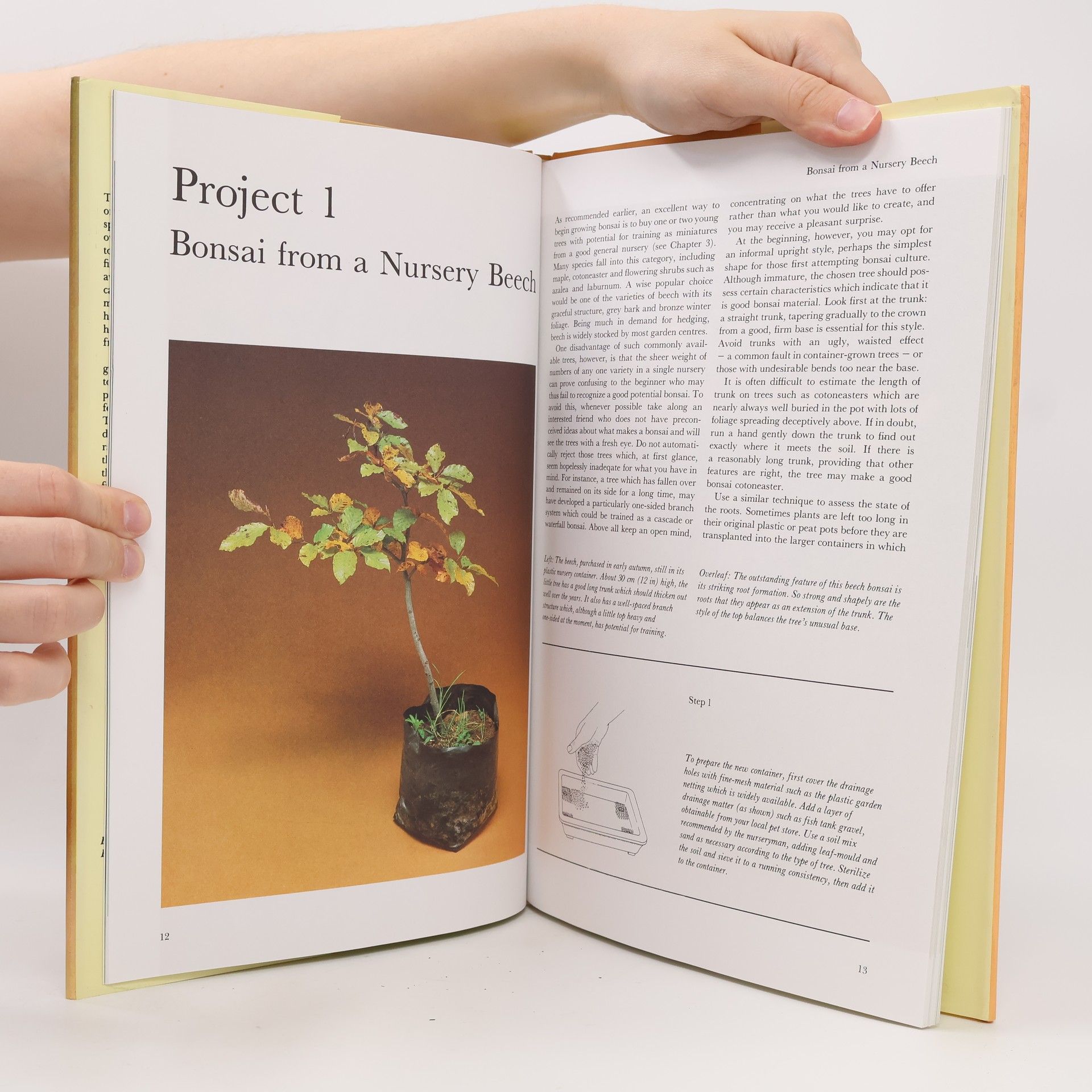 Christine Stewart Bonsai