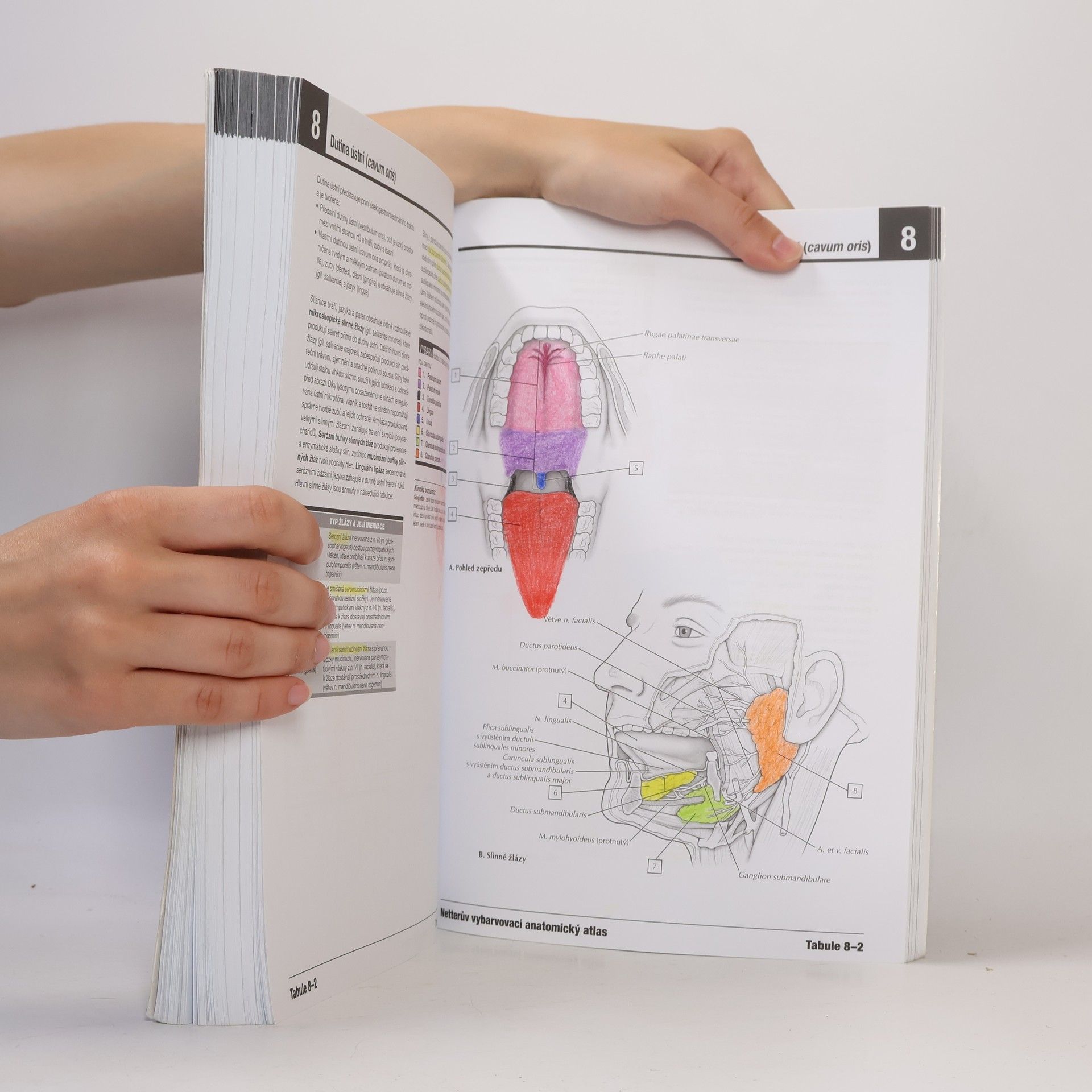 John T. Hansen Netterův vybarvovací anatomický atlas