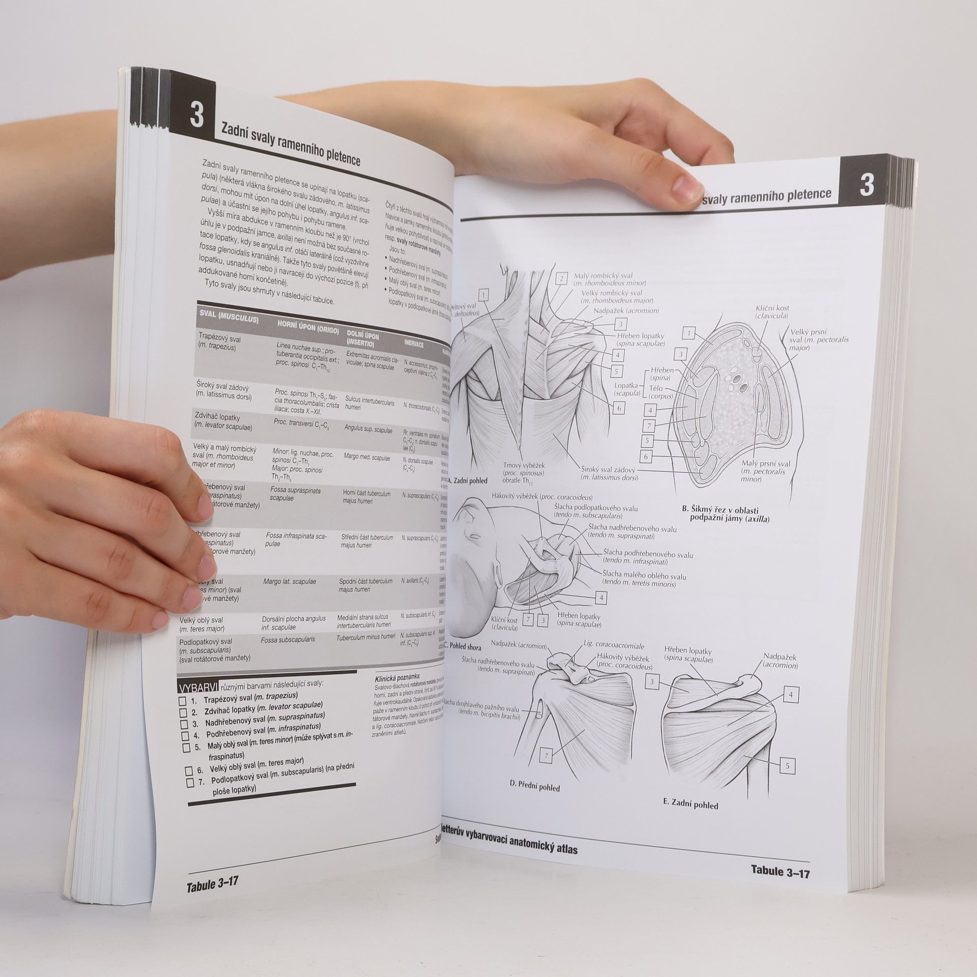 John T. Hansen Netterův vybarvovací anatomický atlas