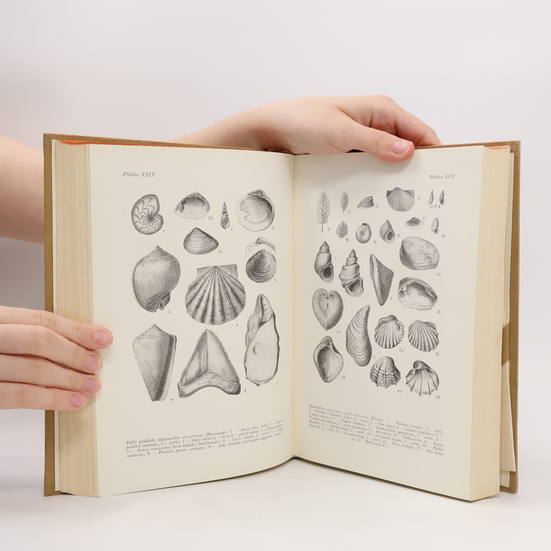 Bedřich Bouček Geologie II