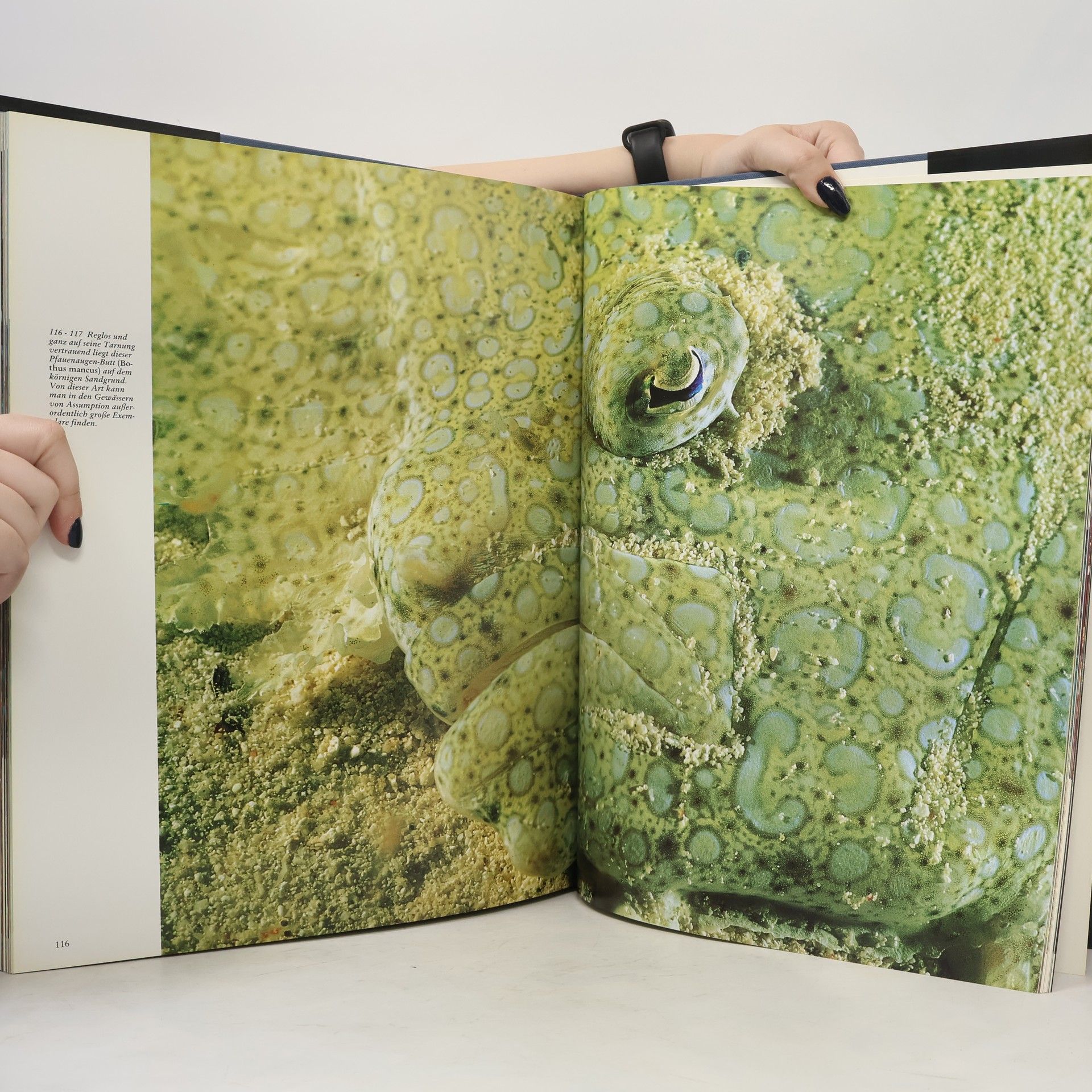 Vincenzo Paolillo Enzyklopädie der Unterwasserwelt