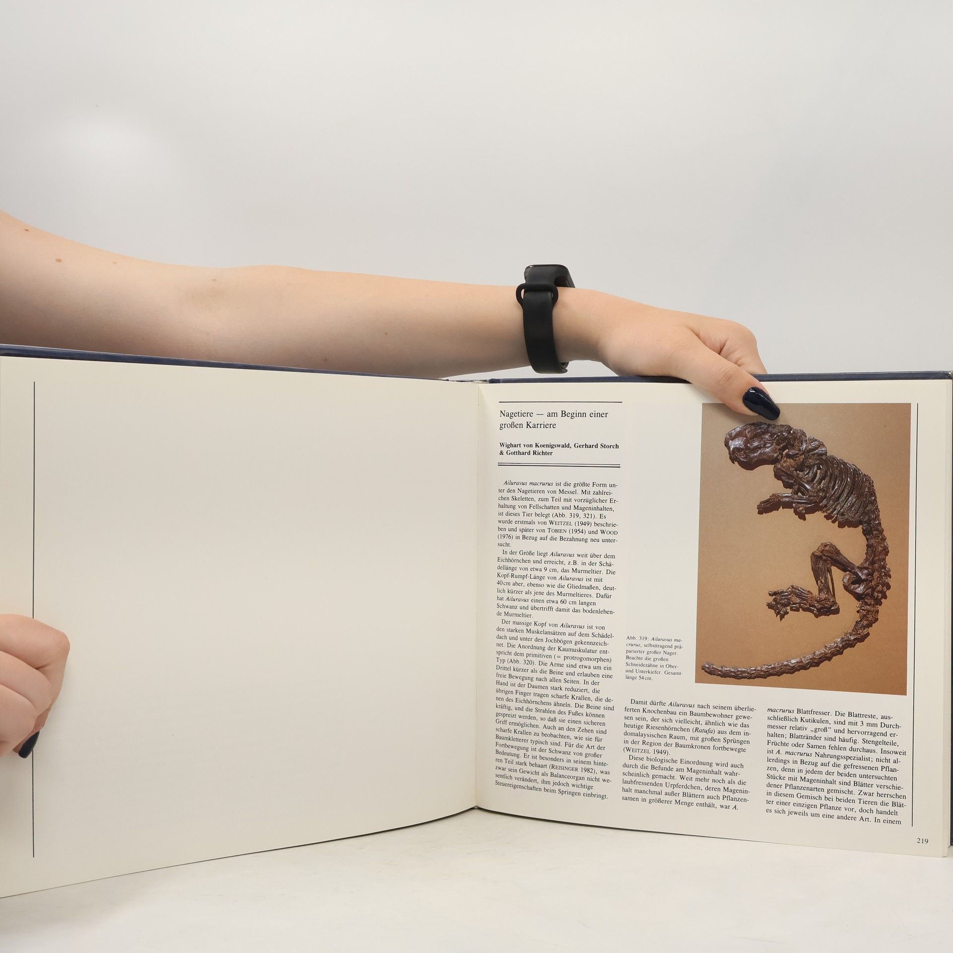 Stephan Schaal Senckenberg-Buch: Messel