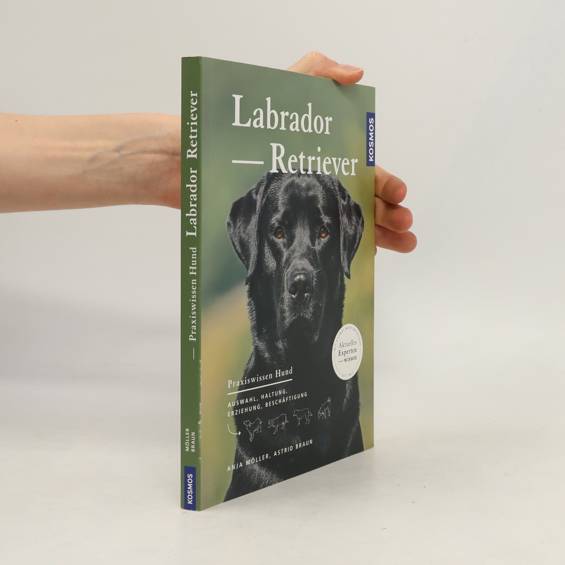 Labrador Retriever